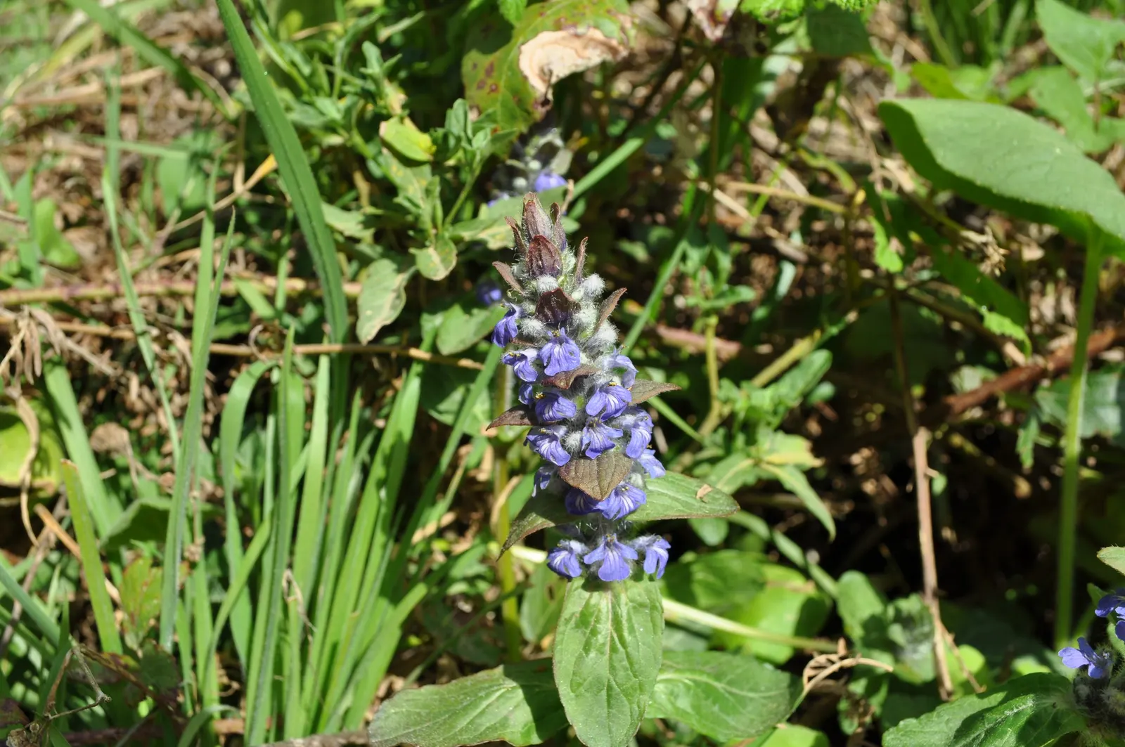 Carpet Bugle (Ajuga 'Blueberry Muffin') — tolerating a wide range of soil types; reaching 3-6 inches in height with a spread of up to 28 inches