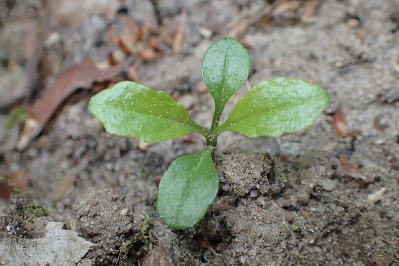 Carpet Bugle (Ajuga 'Blueberry Muffin') — For optimal vigor and spread, planting should be done on centers 12 to 15 inches apart; low-growing perennial that