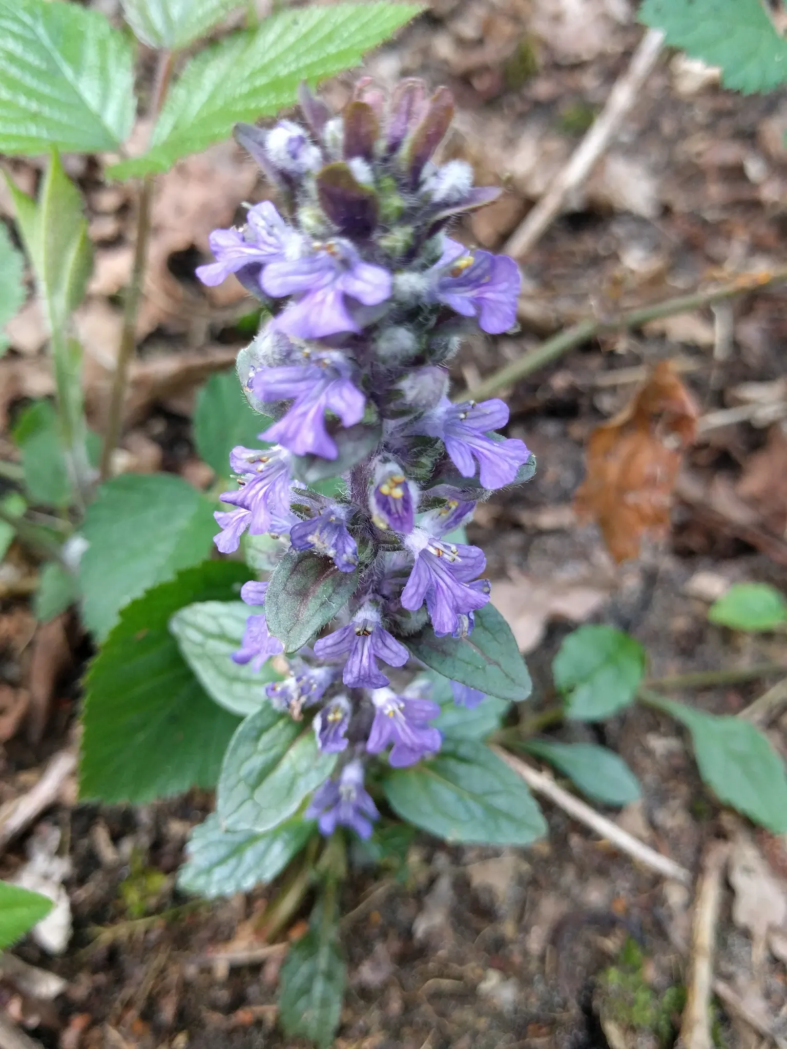 Carpet Bugle (Ajuga 'Blueberry Muffin') — ground cover / perennial with blue blooms; standing roughly 4 to 6 inches tall, image 91