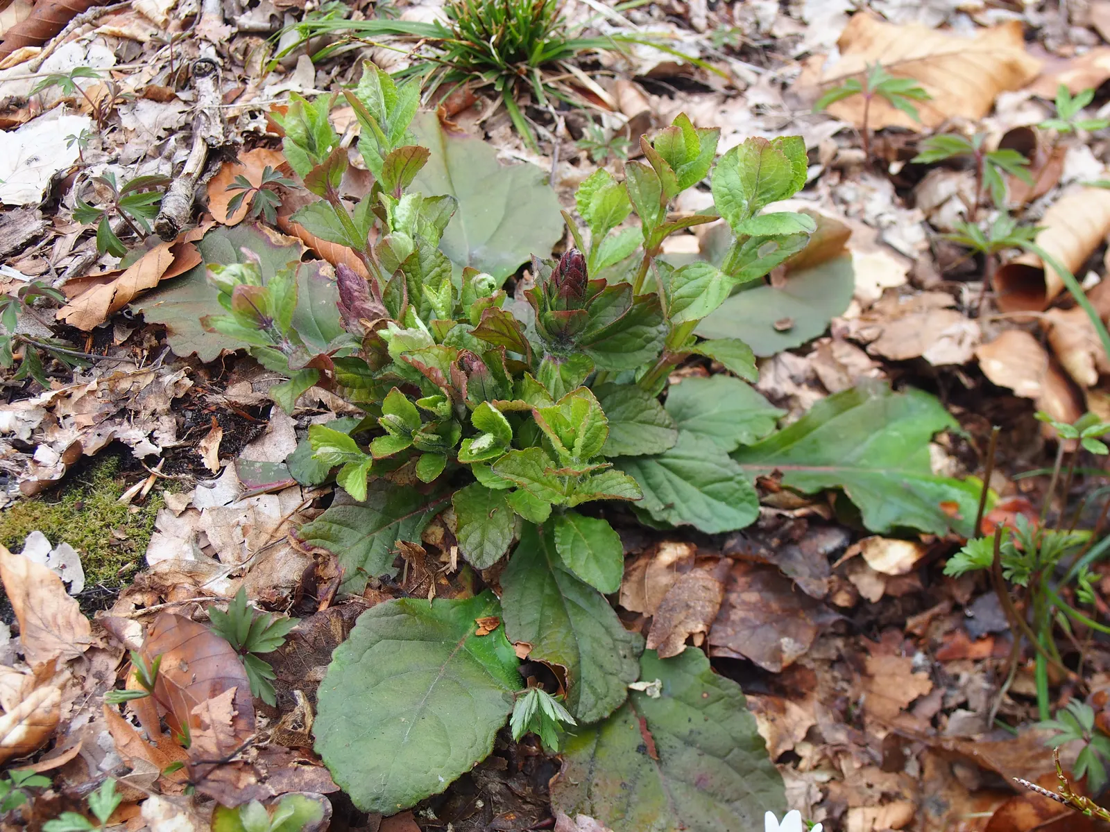 Carpet Bugle (Ajuga 'Blueberry Muffin') — Carpet bugle 'Blueberry Muffin' (Ajuga reptans) is a hardy perennial groundcover; this variety boasts, image 93