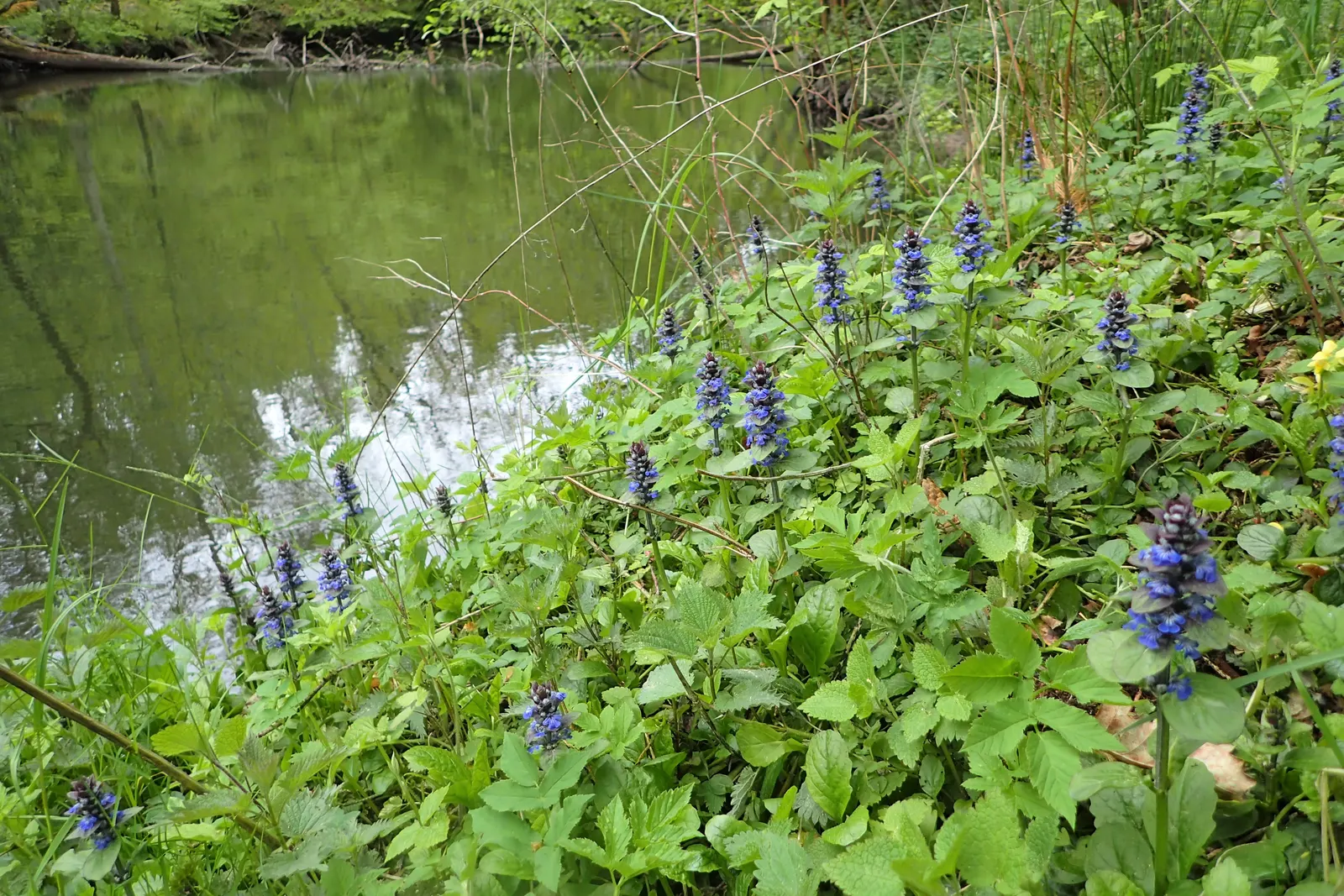 Carpet Bugle (Ajuga 'Blueberry Muffin') — this variety boasts deep blue bloom spikes in late spring; rapidly spreading habit and vibrant foliage