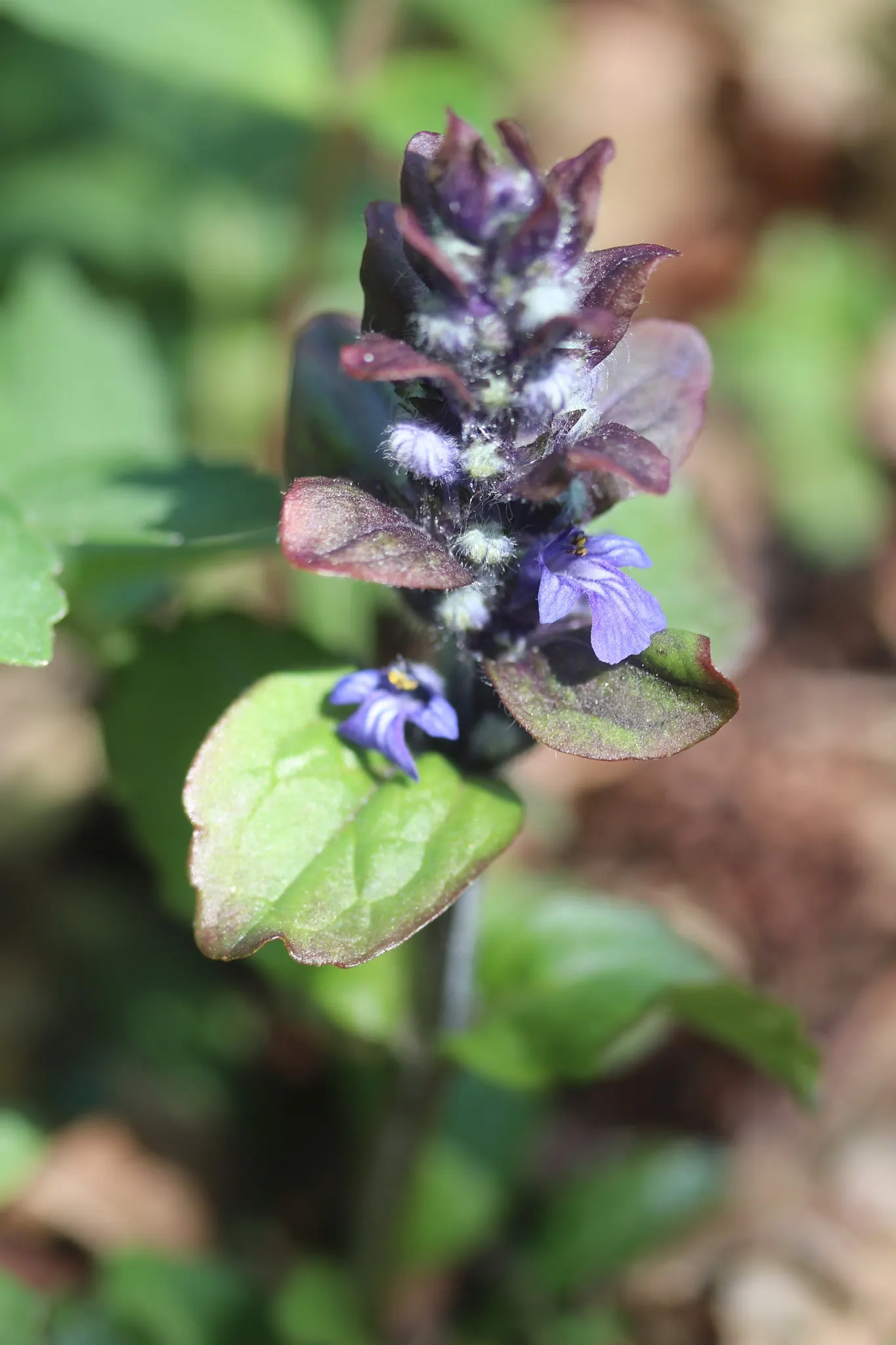 Carpet Bugle (Ajuga 'Blueberry Muffin') — tolerating a wide range of soil types; reaching 3-6 inches in height with a spread of up to 28 inches, image 83