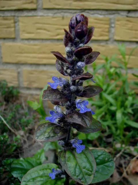 Carpet Bugle (Ajuga 'Blueberry Muffin') — Carpet bugle 'Blueberry Muffin' (Ajuga reptans) is a hardy perennial groundcover