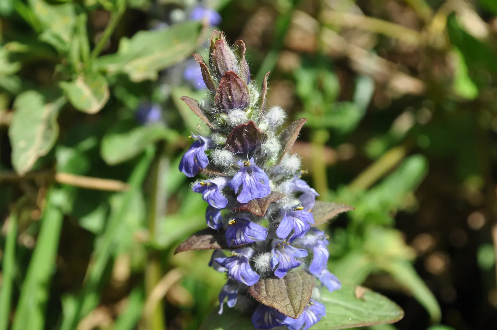 Carpet Bugle (Ajuga 'Blueberry Muffin') — rapidly spreading habit and vibrant foliage; come spring through early summer
