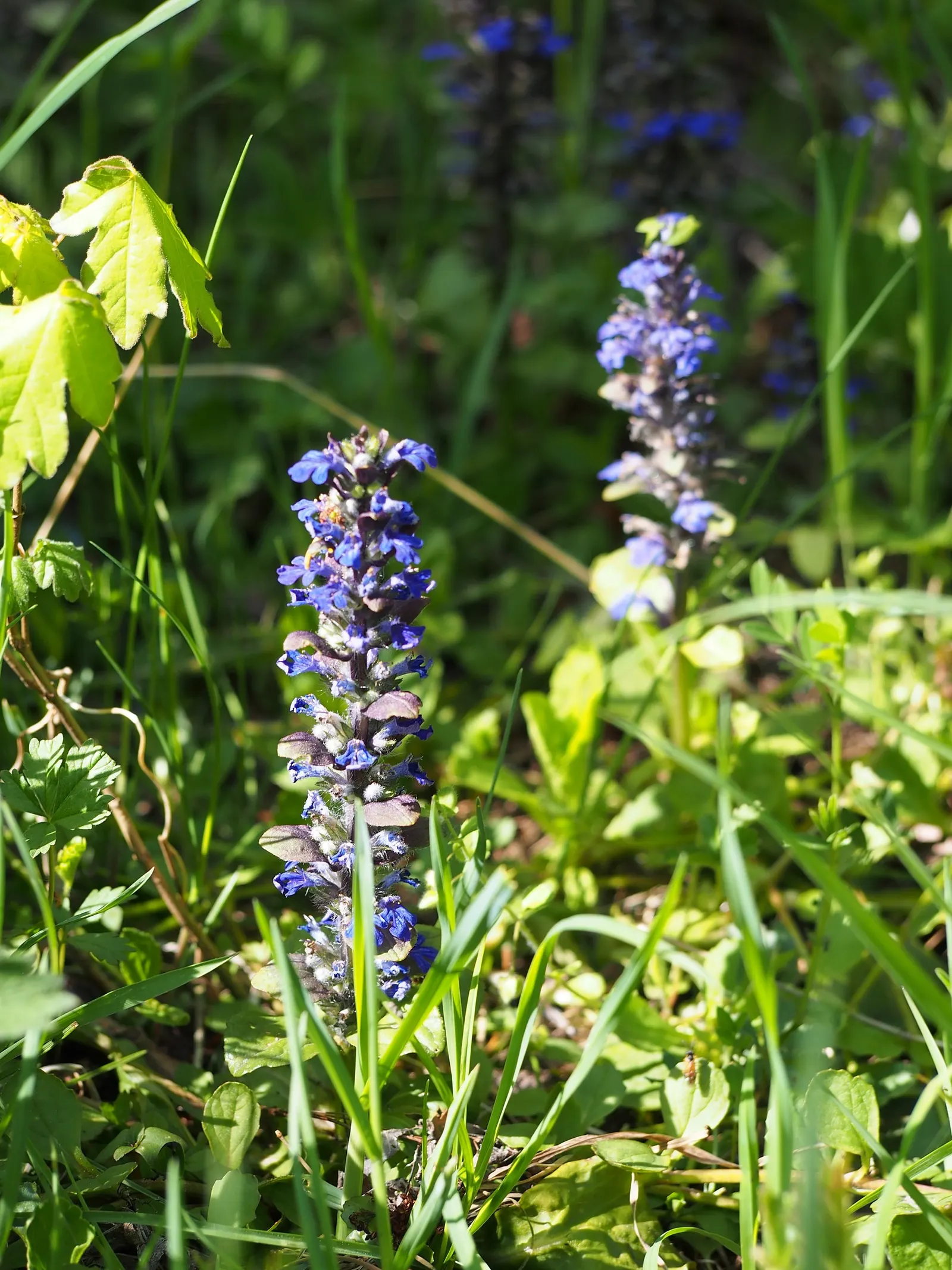 Carpet Bugle (Ajuga 'Blueberry Muffin') — the plant is topped with upright spikes of vibrant blue flowers, image 81