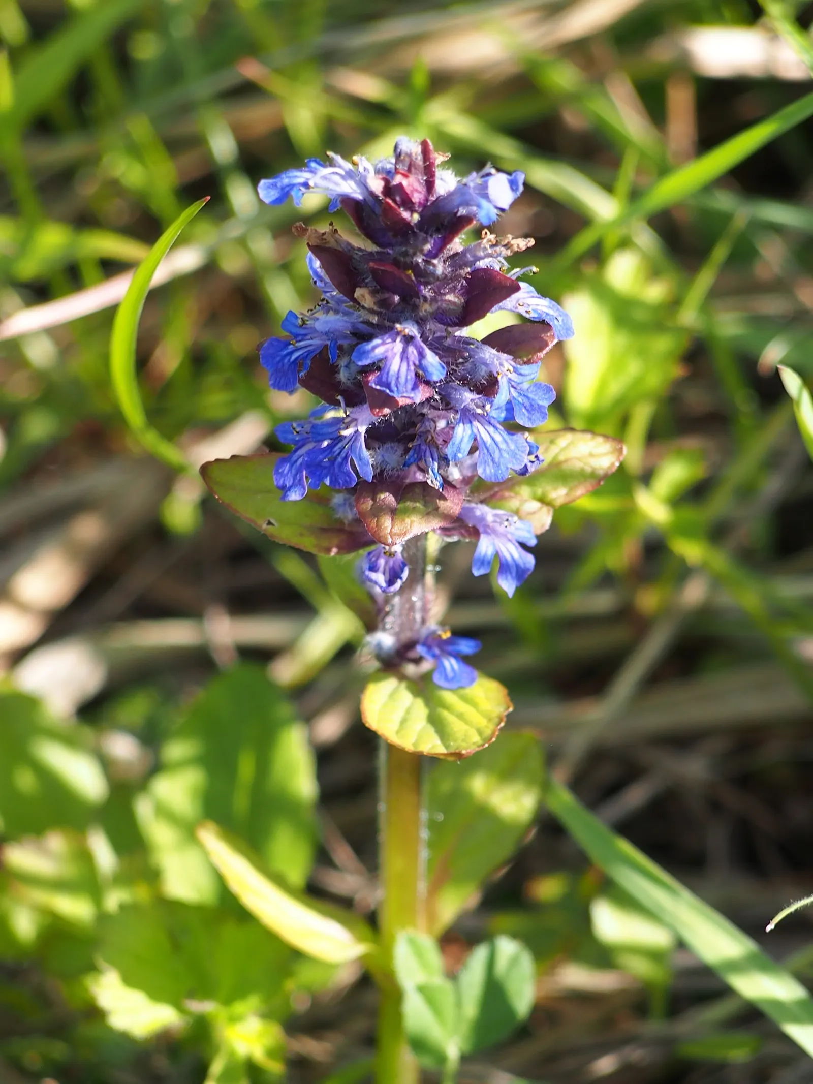 Carpet Bugle (Ajuga 'Blueberry Muffin') — For optimal vigor and spread, planting should be done on centers 12 to 15 inches apart