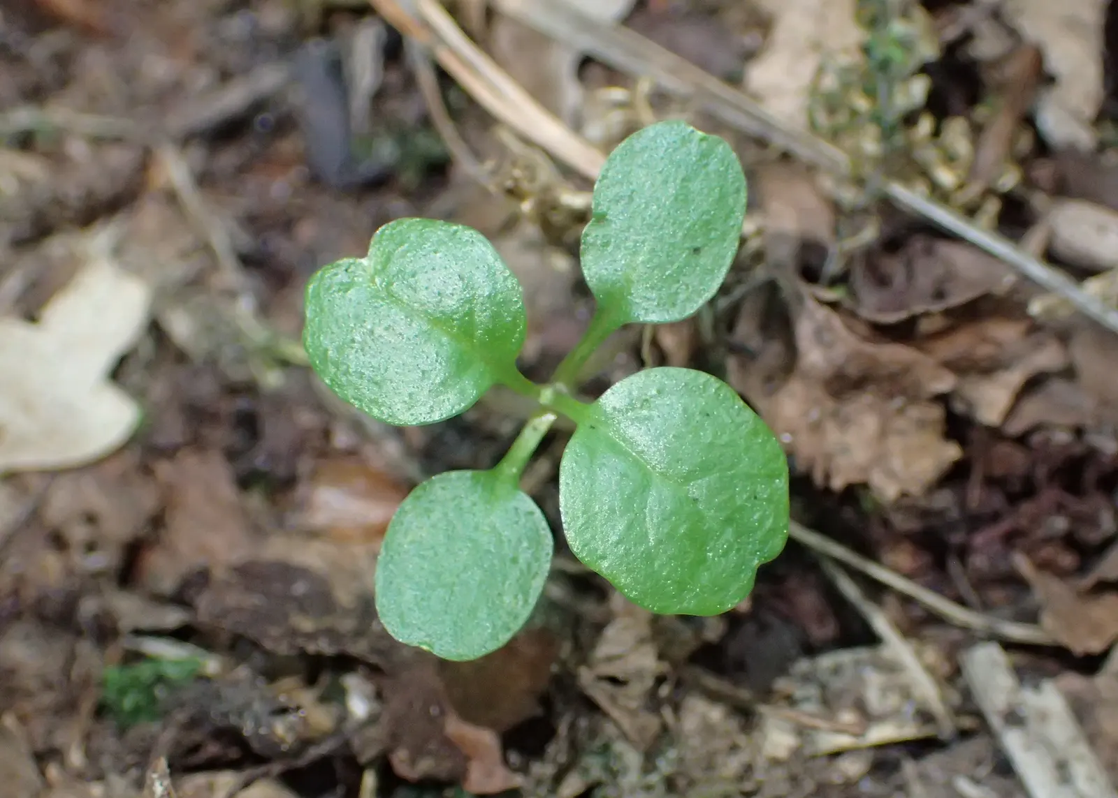 Carpet Bugle (Ajuga 'Blueberry Muffin') — Reaching 3-6 inches in height with a spread of up to 28 inches