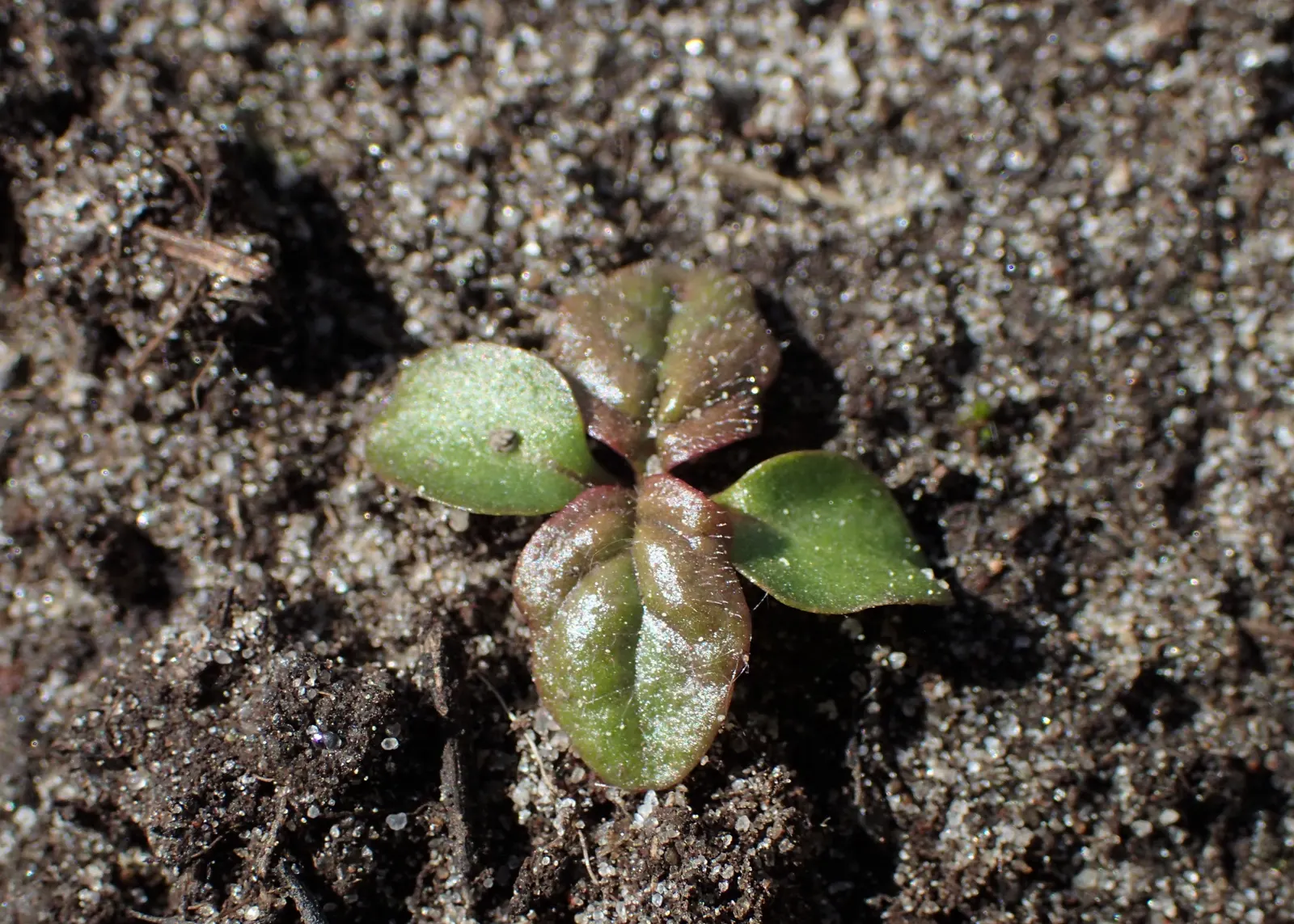Carpet Bugle (Ajuga 'Blueberry Muffin') — Its attractive, textured leaves transition from burgundy in spring to a deep green; this vigorous, image 97