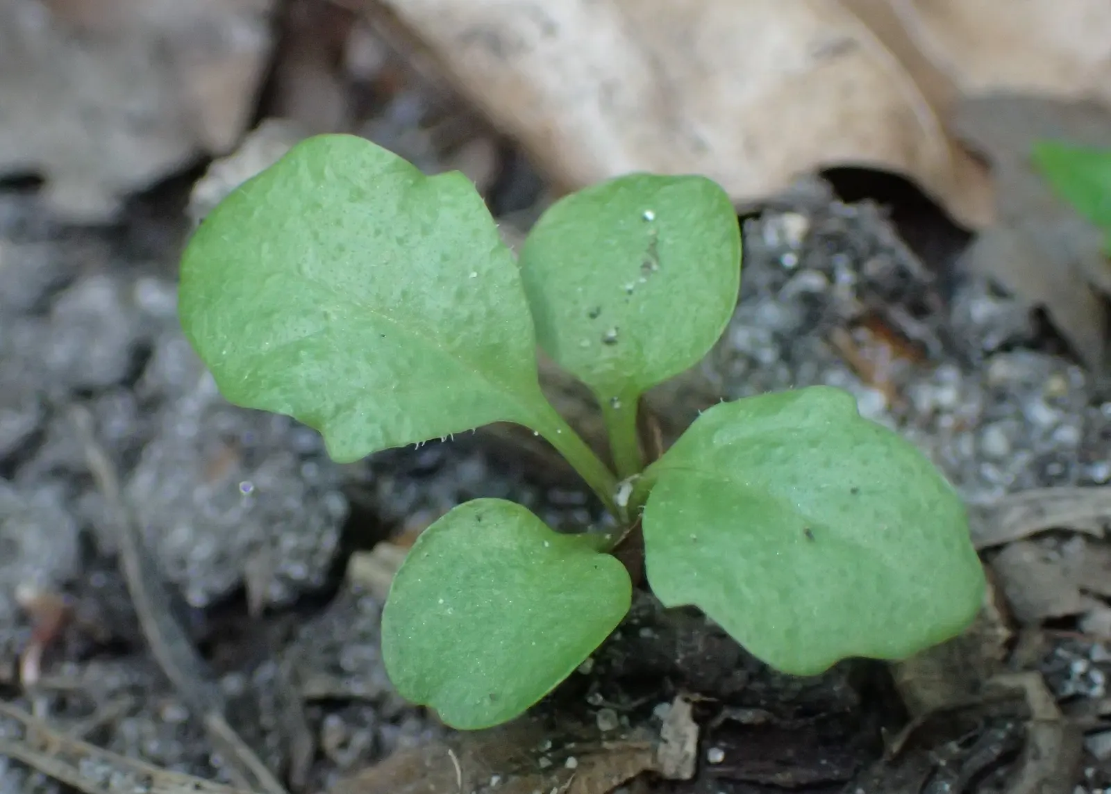 Carpet Bugle (Ajuga 'Blueberry Muffin') — tolerating a wide range of soil types