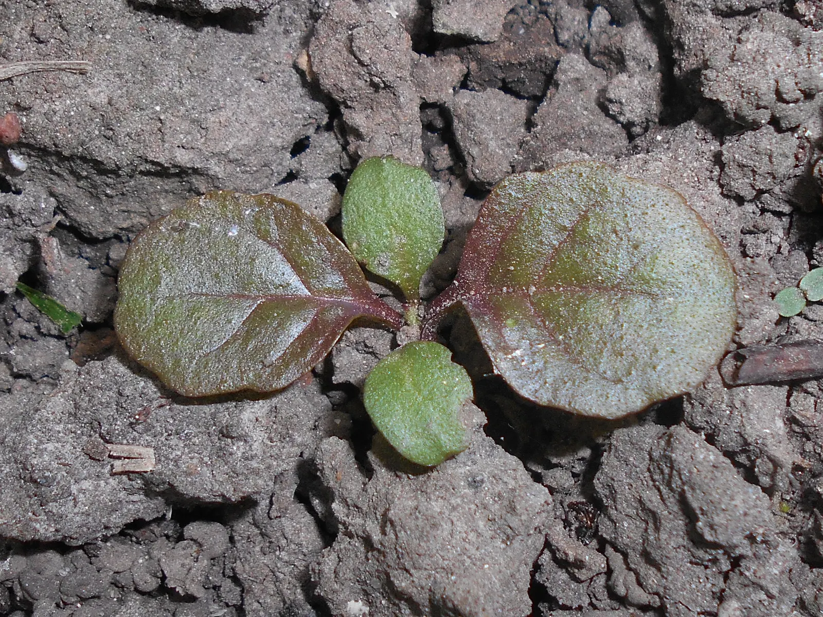 Carpet Bugle (Ajuga 'Blueberry Muffin') — ground cover / perennial for full or half; making Ajuga 'Blueberry Muffin' a valuable addition to any, image 92