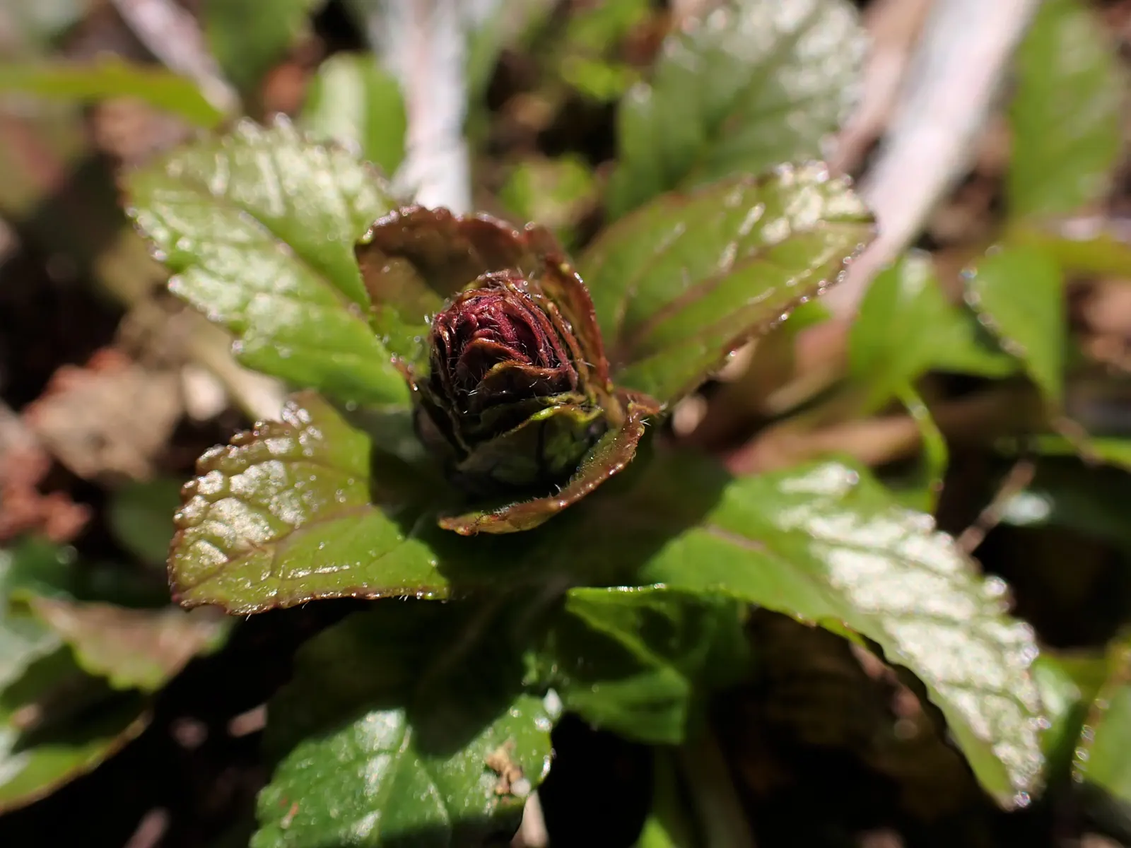 Carpet Bugle (Ajuga 'Blueberry Muffin') — ground cover / perennial for full or half