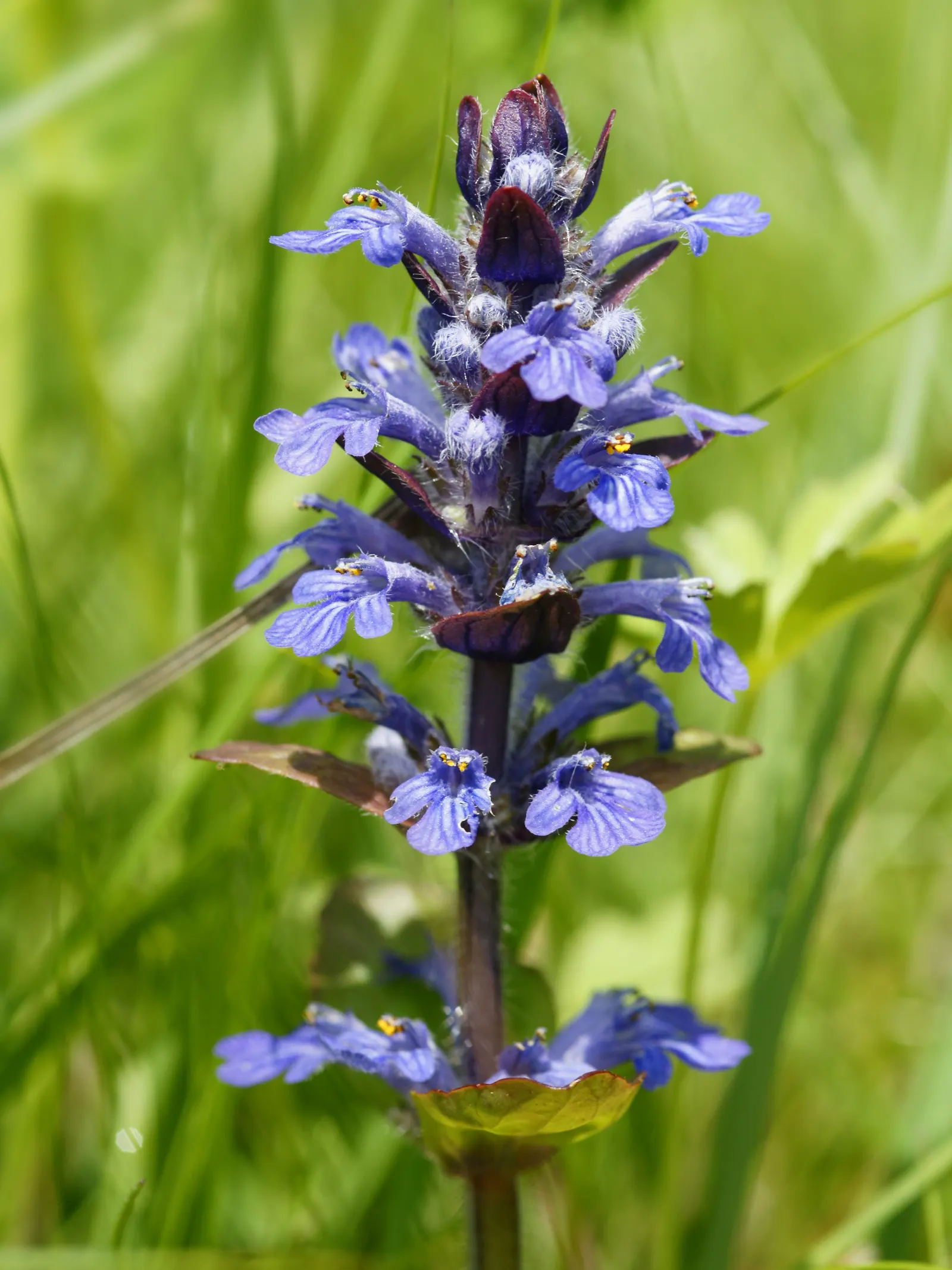 Carpet Bugle (Ajuga 'Blueberry Muffin') — This plant's ability to suppress weeds and its evergreen leaves in milder climates ensure year-round, image 88