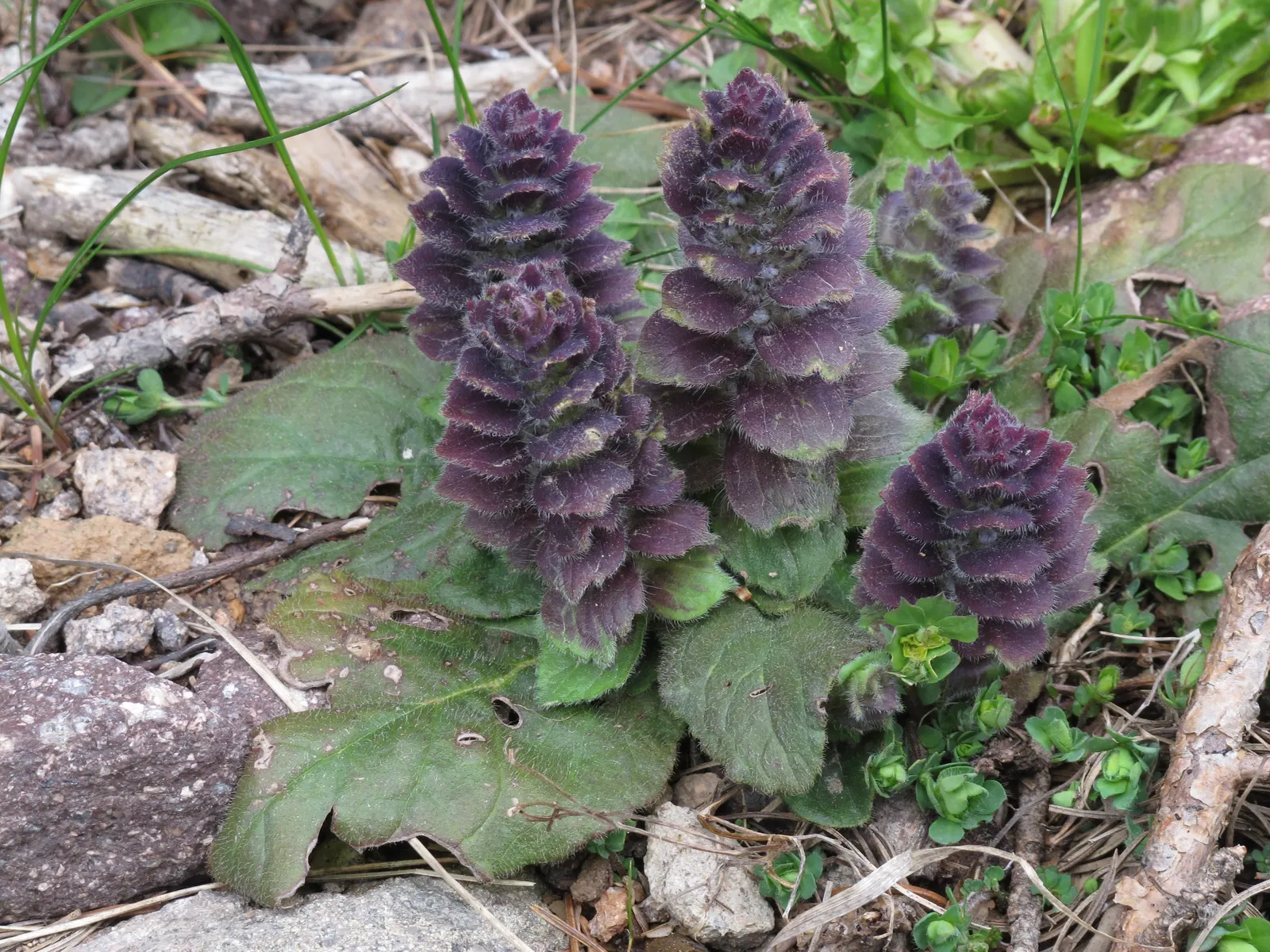 Carpet Bugle (Ajuga 'Blueberry Muffin') — This vigorous cultivar thrives in U.S; tolerating a wide range of soil types, image 78