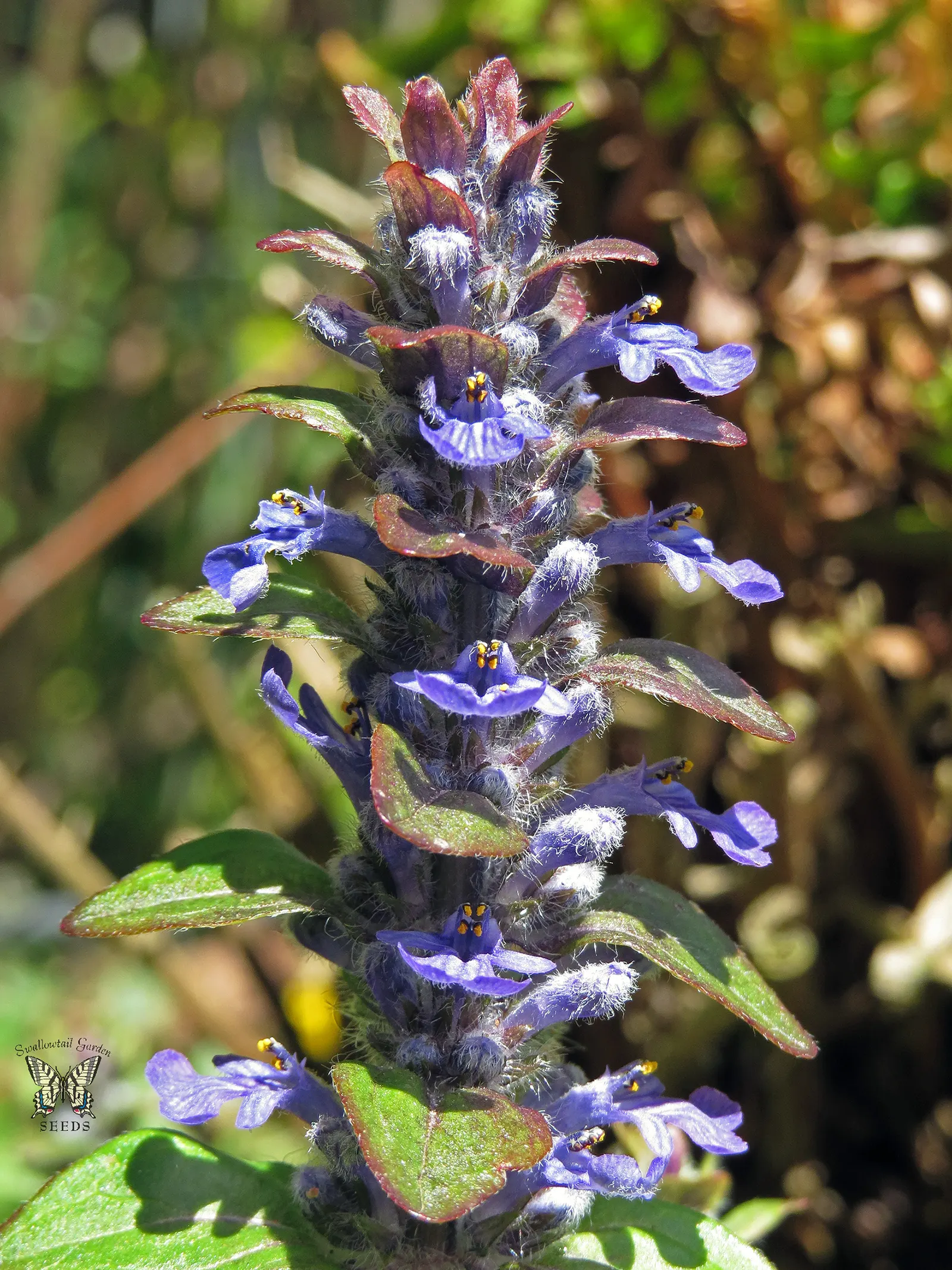 Carpet Bugle (Ajuga 'Blueberry Muffin') — Its attractive, textured leaves transition from burgundy in spring to a deep green; this vigorous cultivar thrives in