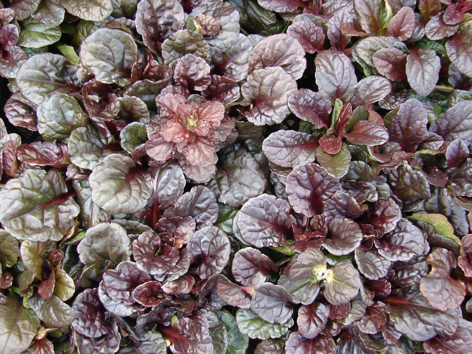 Carpet Bugle (Ajuga 'Blueberry Muffin') — standing roughly 4 to 6 inches tall