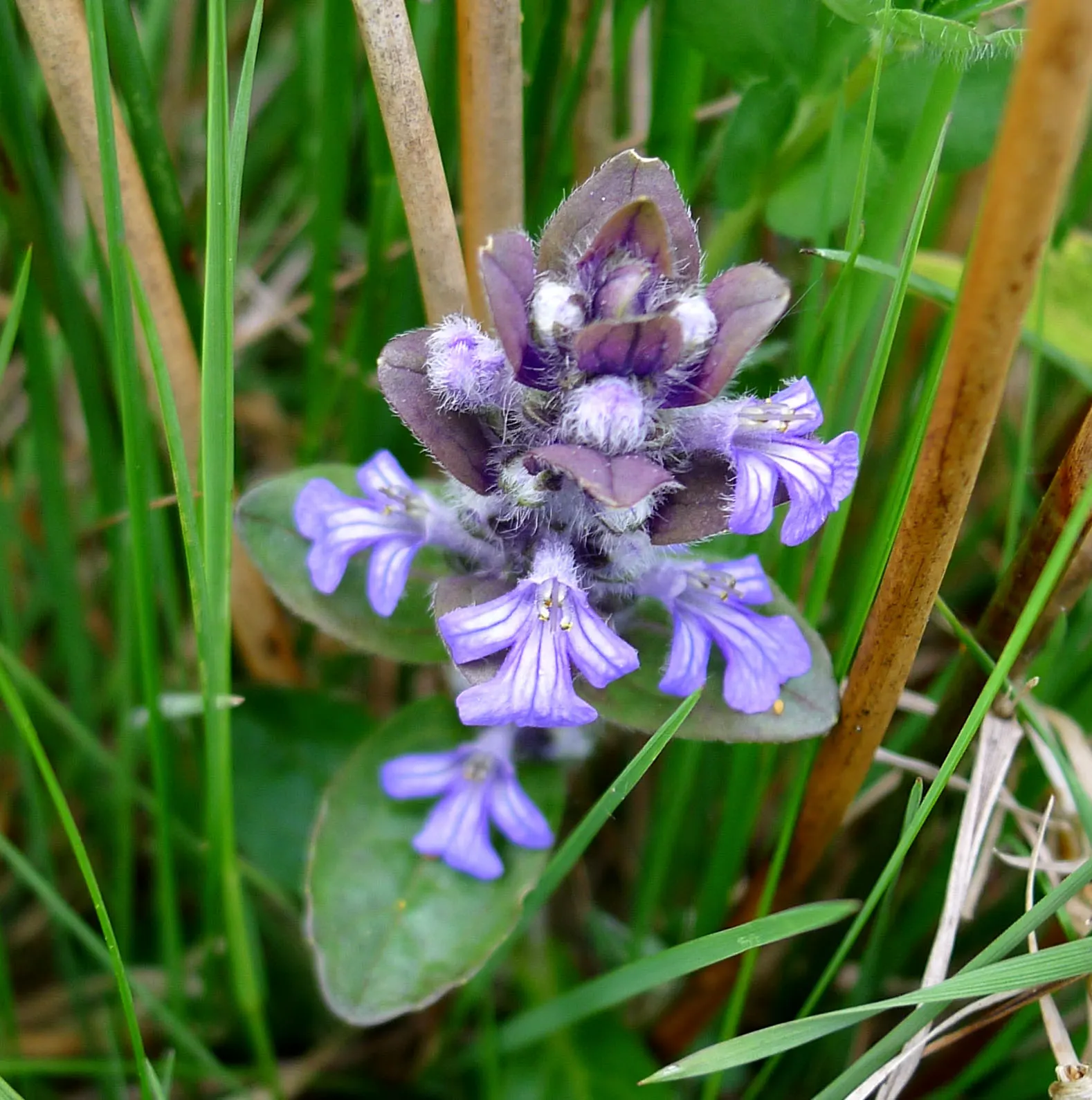 Carpet Bugle (Ajuga 'Blueberry Muffin') — this variety boasts deep blue bloom spikes in late spring