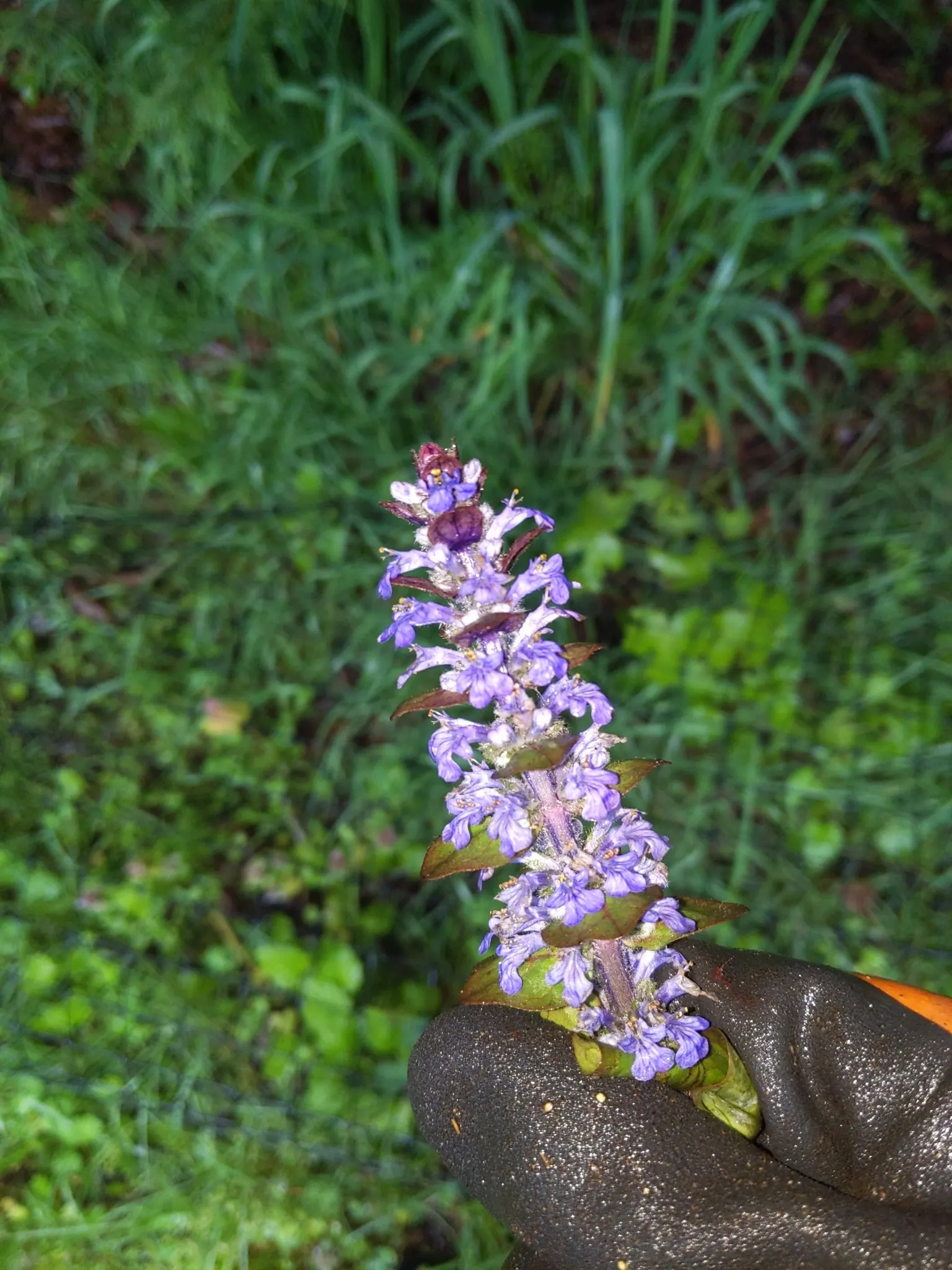 Carpet Bugle (Ajuga 'Blueberry Muffin') — rapidly spreading habit and vibrant foliage; come spring through early summer, image 48