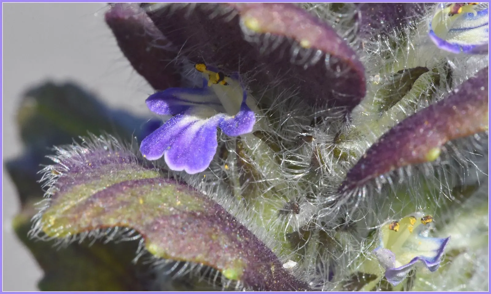 Carpet Bugle (Ajuga 'Blueberry Muffin') — blue flowers in the garden; ideal for shady spots, it requires minimal maintenance and is, image 67
