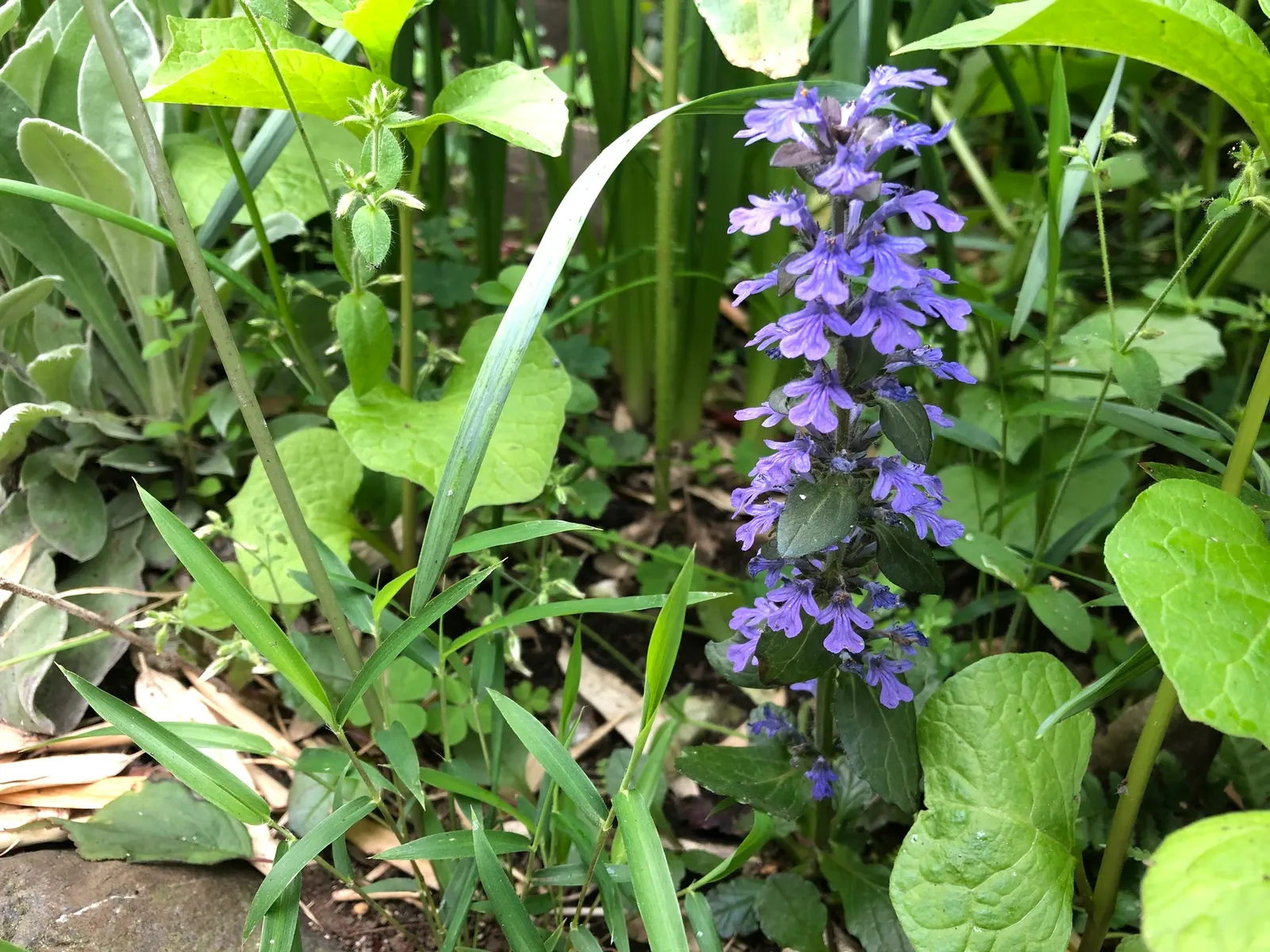 Carpet Bugle (Ajuga 'Blueberry Muffin') — 'Blueberry Muffin' presents a dense mat of glossy; blue flowers in the garden, image 56