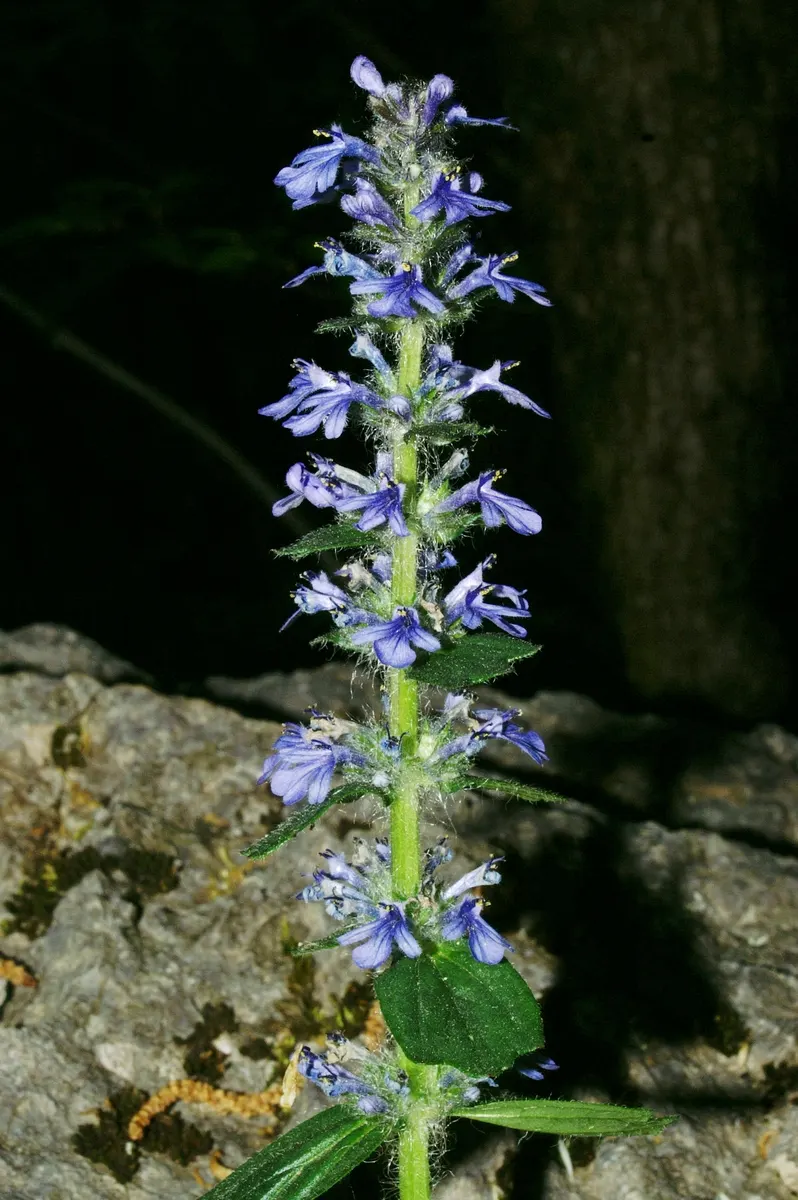 Carpet Bugle (Ajuga 'Blueberry Muffin') — This plant's ability to suppress weeds and its evergreen leaves in milder climates ensure year-round interest