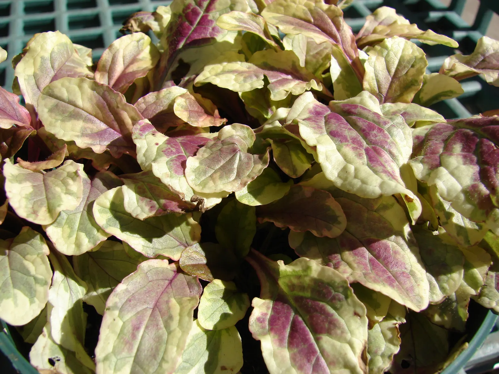 Carpet Bugle (Ajuga 'Blueberry Muffin') — This plant's ability to suppress weeds and its evergreen leaves in milder climates ensure year-round, image 65