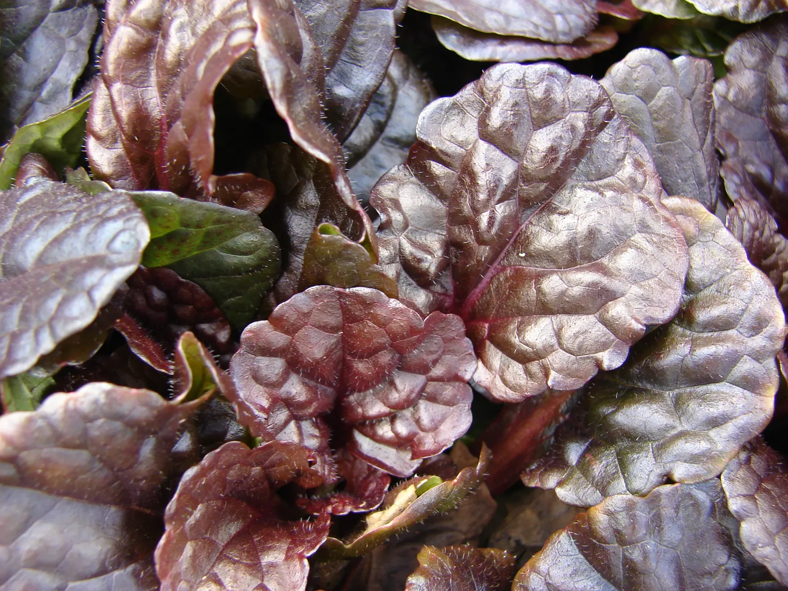 Carpet Bugle (Ajuga 'Blueberry Muffin') — Ideal for shady spots, it requires minimal maintenance and is drought-tolerant once established; it is low, image 98