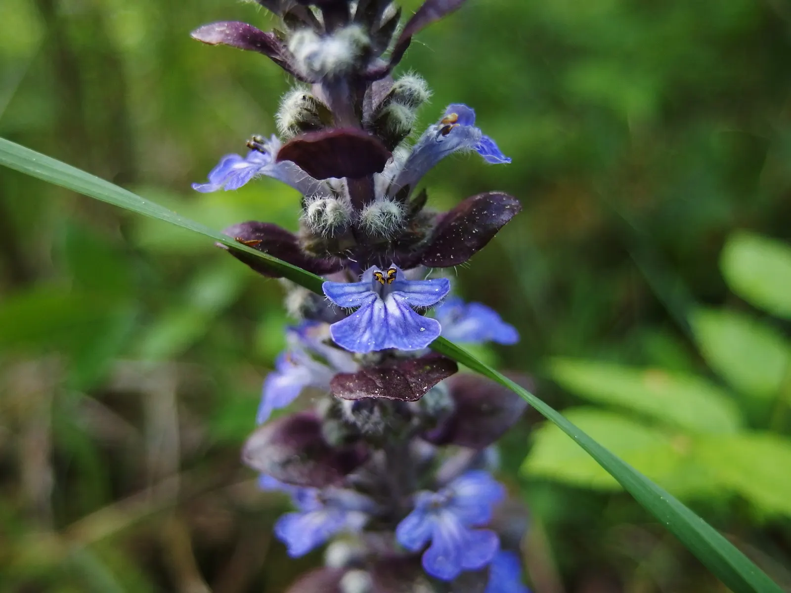 Carpet Bugle (Ajuga 'Blueberry Muffin') — provided there is good drainage