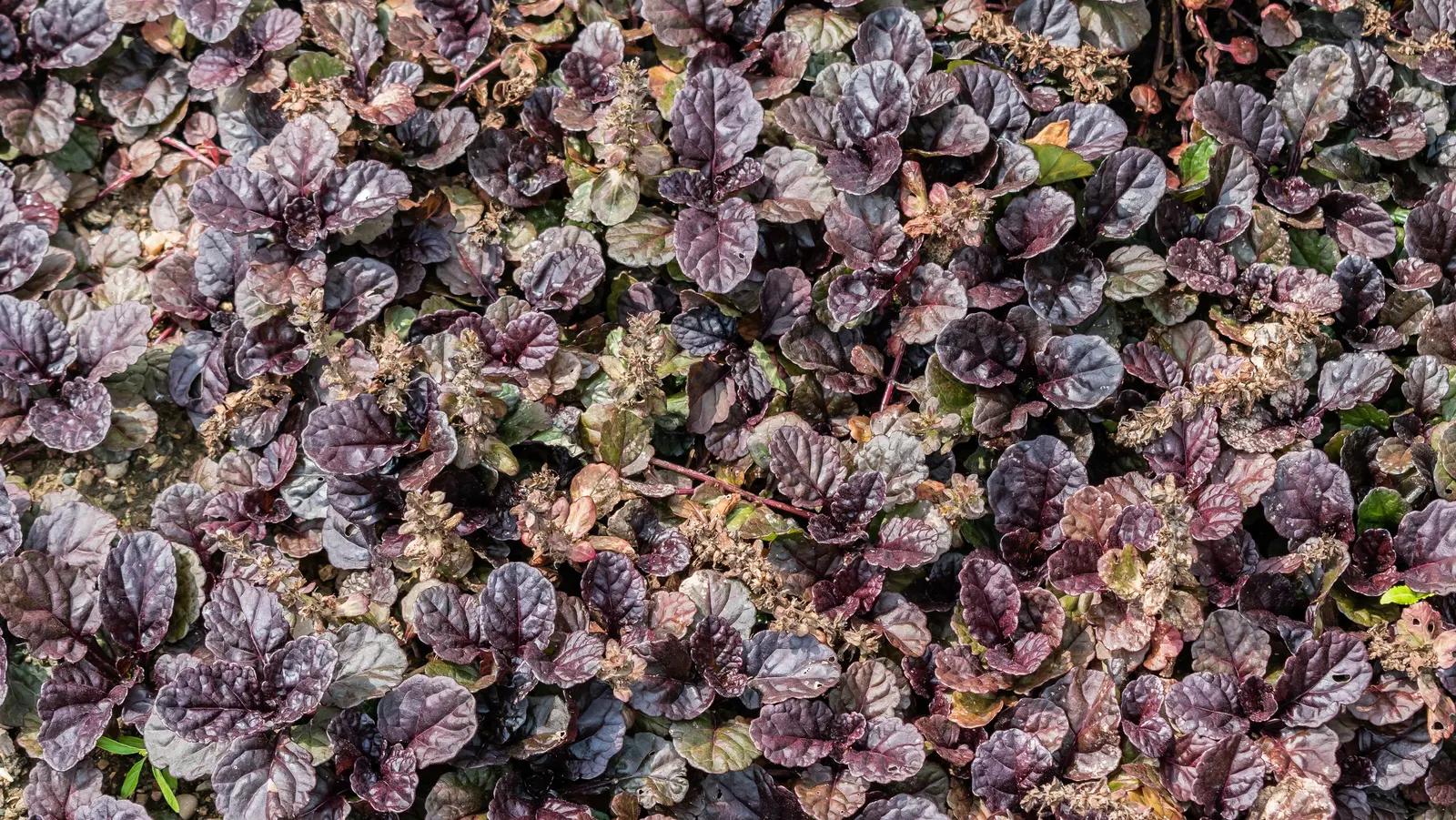 Carpet Bugle (Ajuga 'Blueberry Muffin') — It is low maintenance and resists deer; making it an excellent choice for busy gardeners seeking a hassle-free