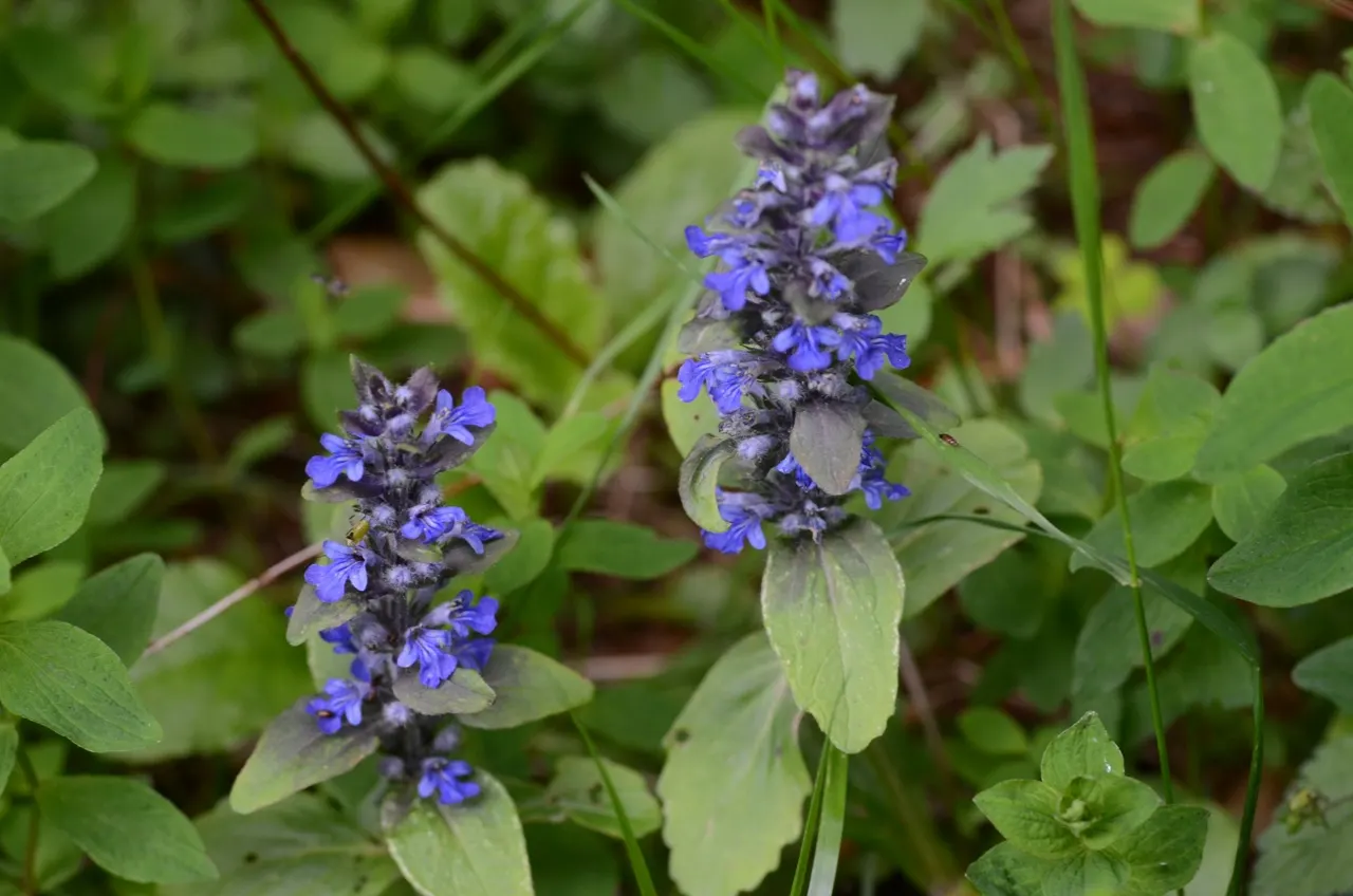 Carpet Bugle (Ajuga 'Blueberry Muffin') — making Ajuga 'Blueberry Muffin' a valuable addition to any client's garden; ground cover / perennial with blue blooms