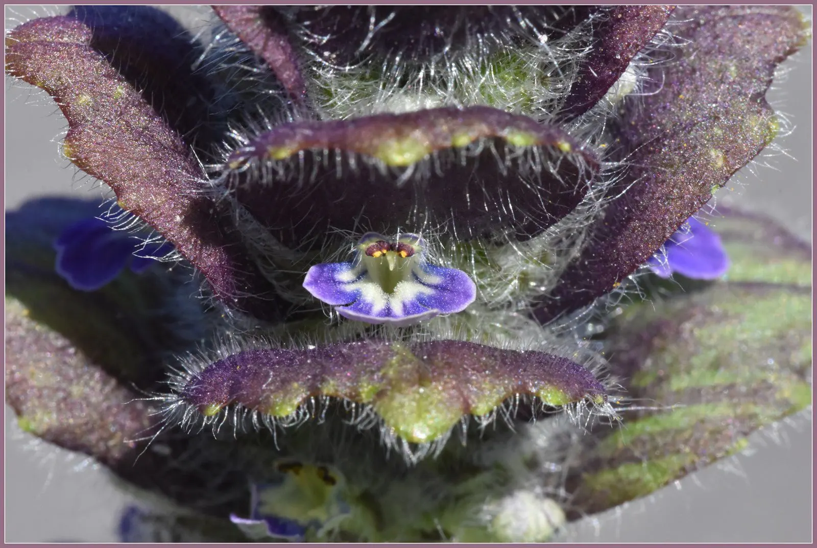 Carpet Bugle (Ajuga 'Blueberry Muffin') — standing roughly 4 to 6 inches tall; this plant's ability to suppress weeds and its evergreen leaves in milder