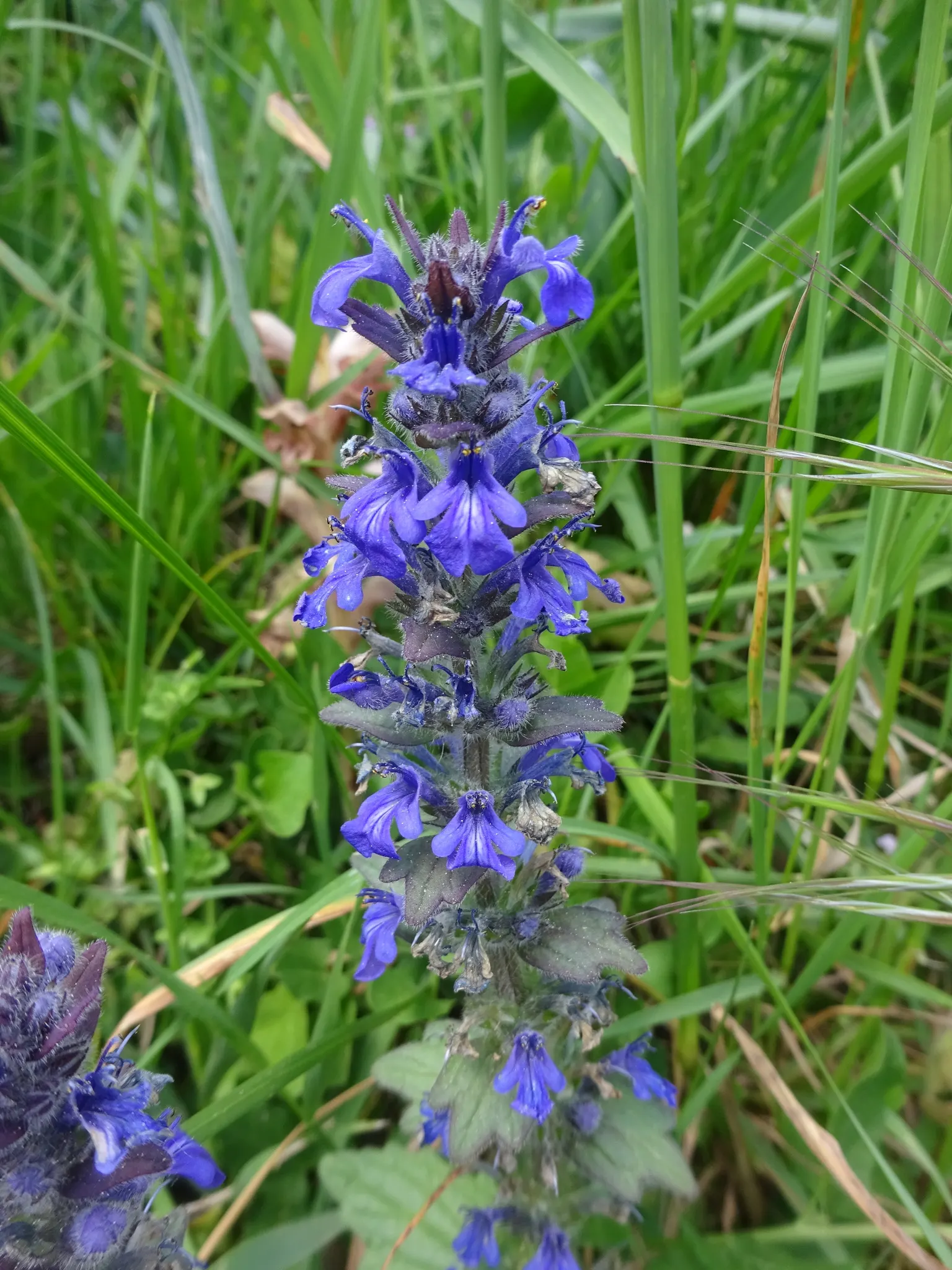 Carpet Bugle (Ajuga 'Blueberry Muffin') — Come spring through early summer; its attractive, textured leaves transition from burgundy in spring to a, image 57