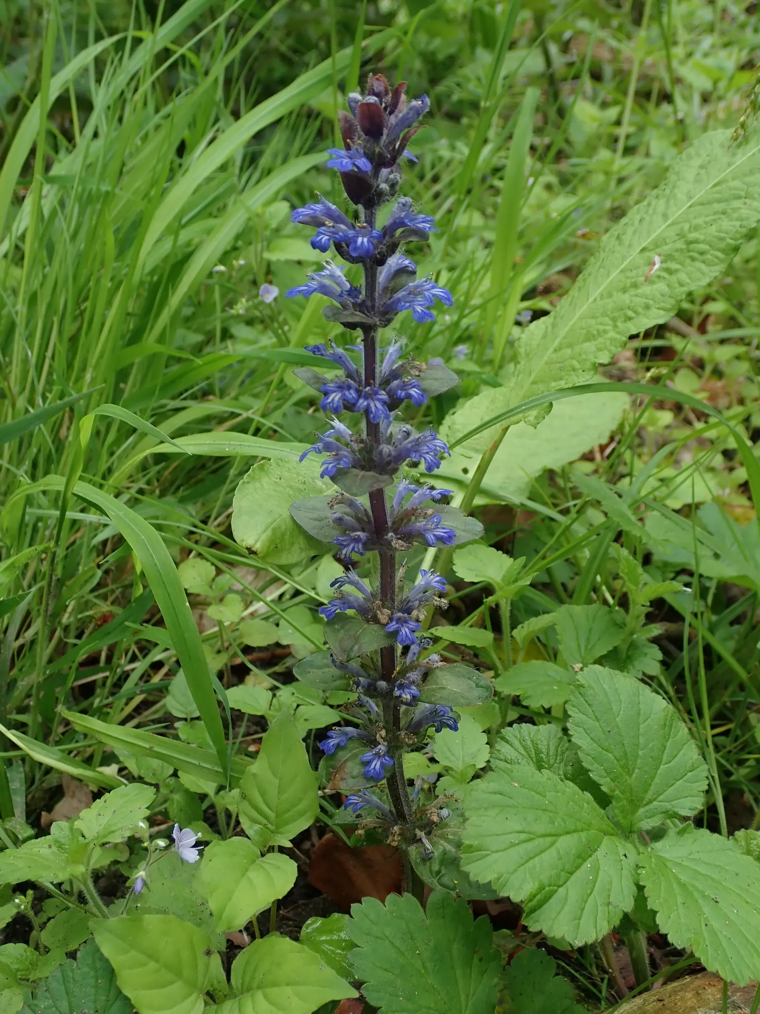 Carpet Bugle (Ajuga 'Blueberry Muffin') — the plant is topped with upright spikes of vibrant blue flowers, image 58