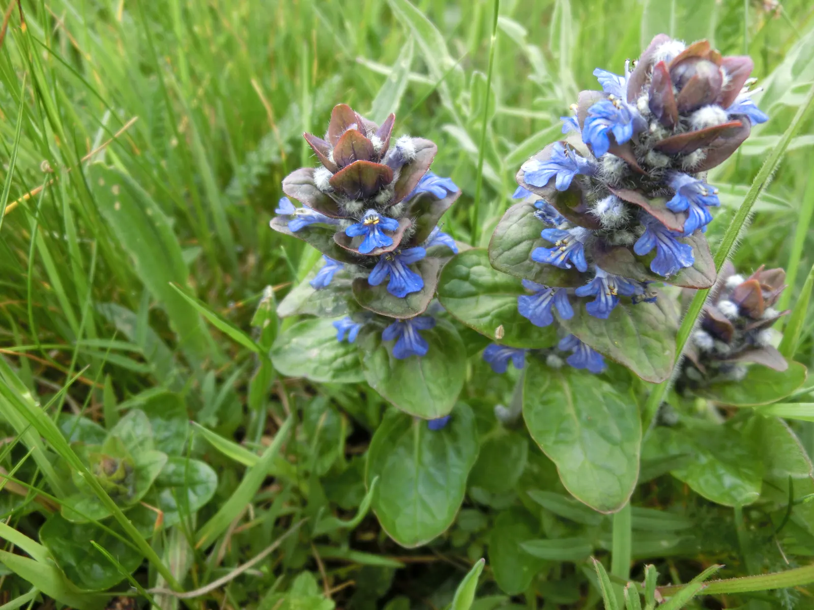 Carpet Bugle (Ajuga 'Blueberry Muffin') — commonly known as Carpet Bugle; ground cover / perennial for full or half
