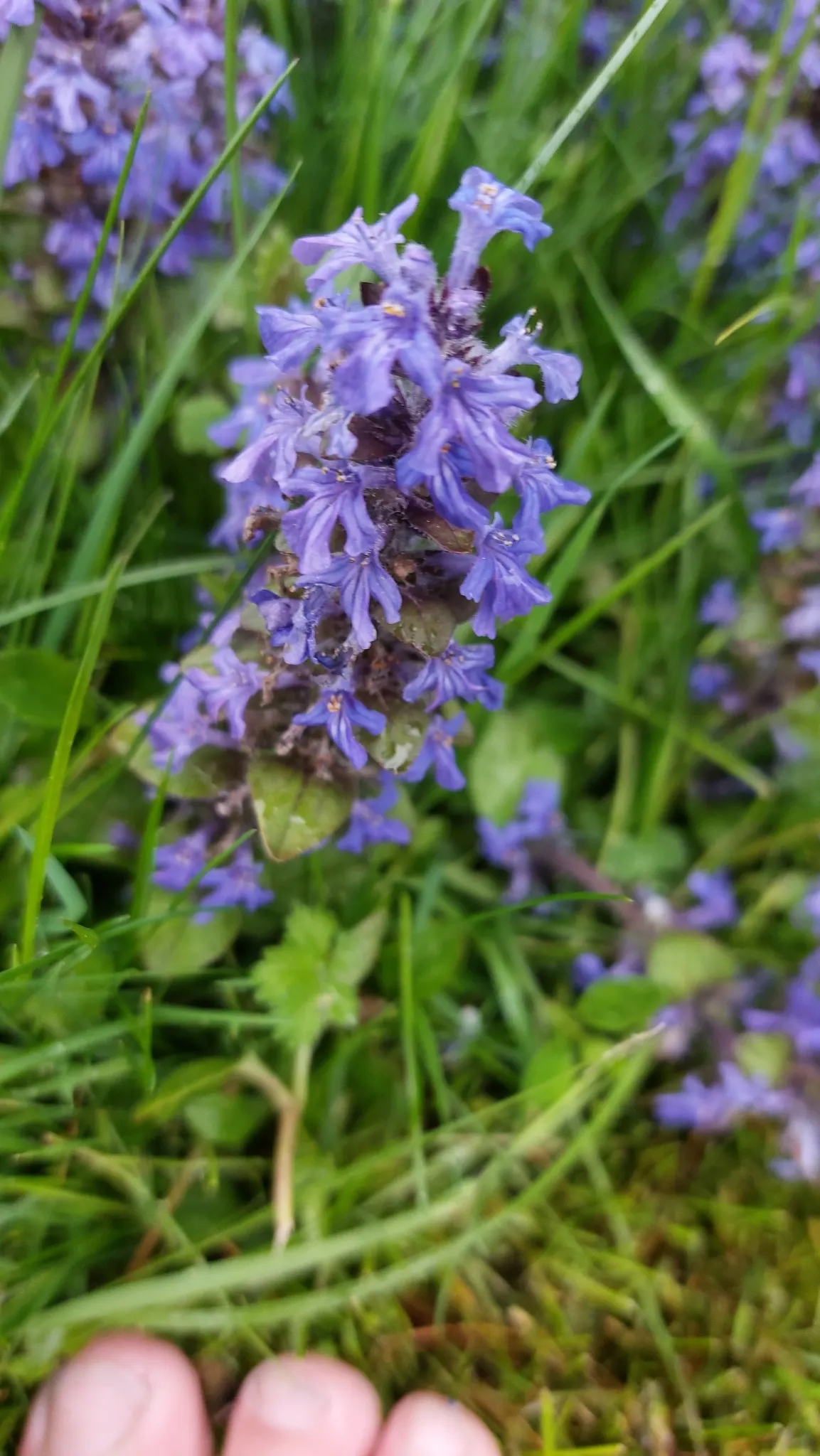 Carpet Bugle (Ajuga 'Blueberry Muffin') — tolerating a wide range of soil types; reaching 3-6 inches in height with a spread of up to 28 inches, image 60