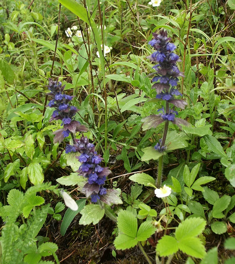 Carpet Bugle (Ajuga 'Blueberry Muffin') — Carpet bugle 'Blueberry Muffin' (Ajuga reptans) is a hardy perennial groundcover; this variety boasts, image 47