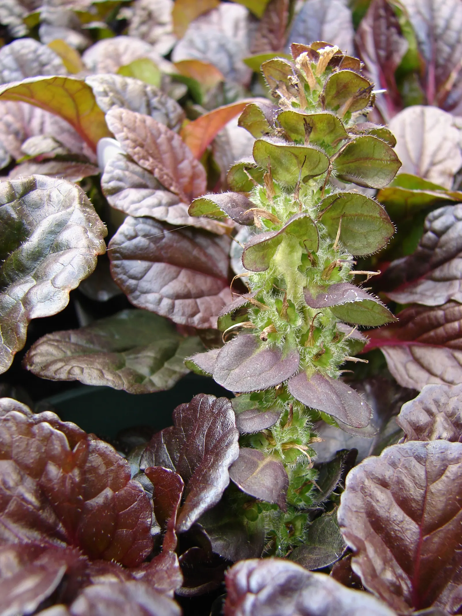 Carpet Bugle (Ajuga 'Blueberry Muffin') — Carpet bugle 'Blueberry Muffin' (Ajuga reptans) is a hardy perennial groundcover; this variety boasts deep blue bloom