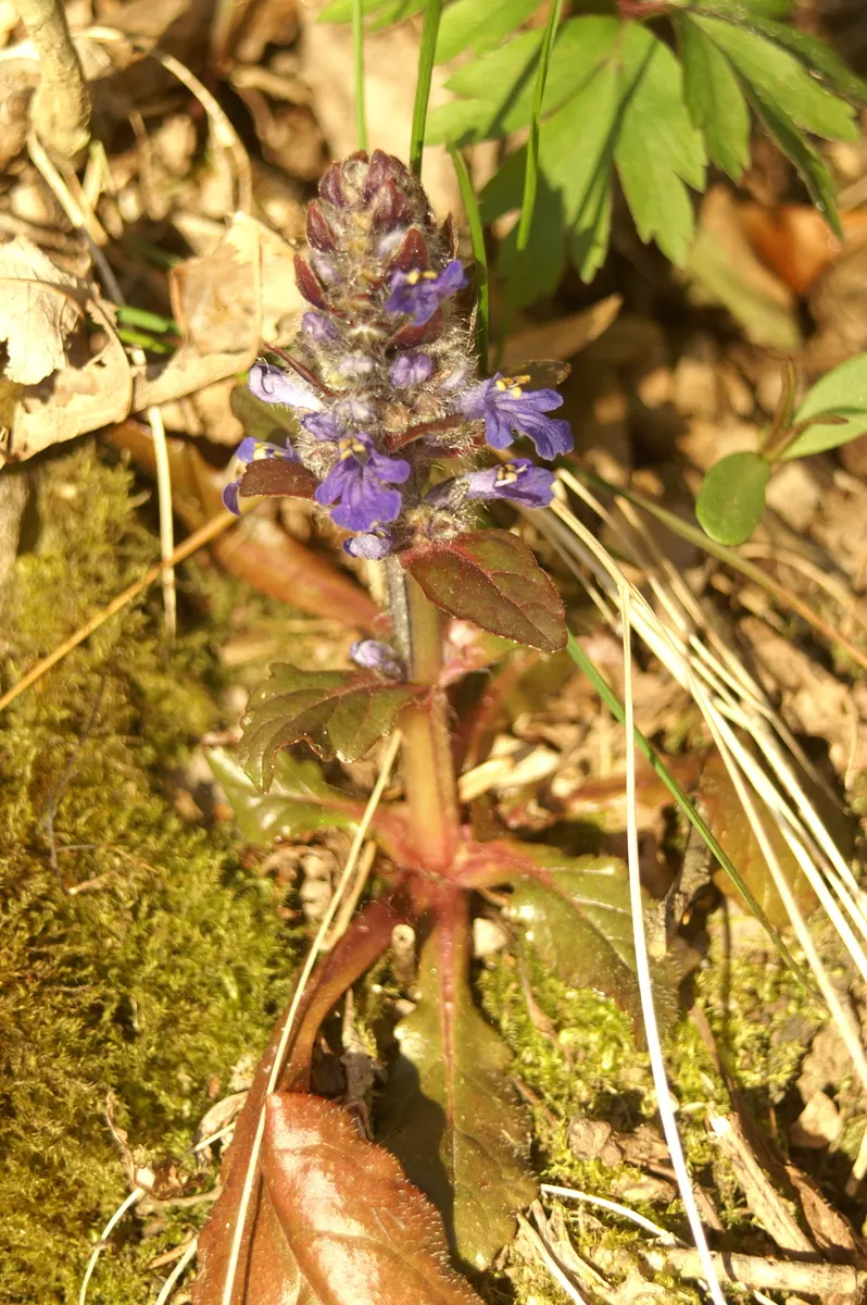 Carpet Bugle (Ajuga 'Blueberry Muffin') — low-growing perennial that adds a burst of color to any landscape design; commonly known as Carpet Bugle, image 77
