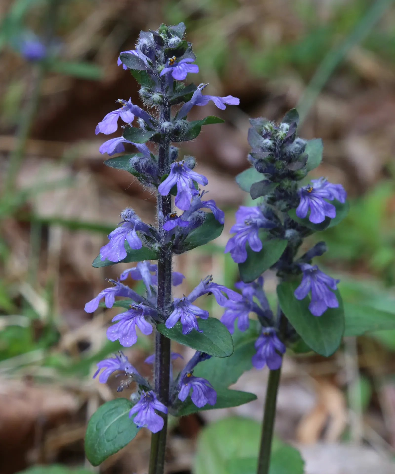 Carpet Bugle (Ajuga 'Blueberry Muffin') — Reaching 3-6 inches in height with a spread of up to 28 inches; for optimal vigor and spread, planting, image 72