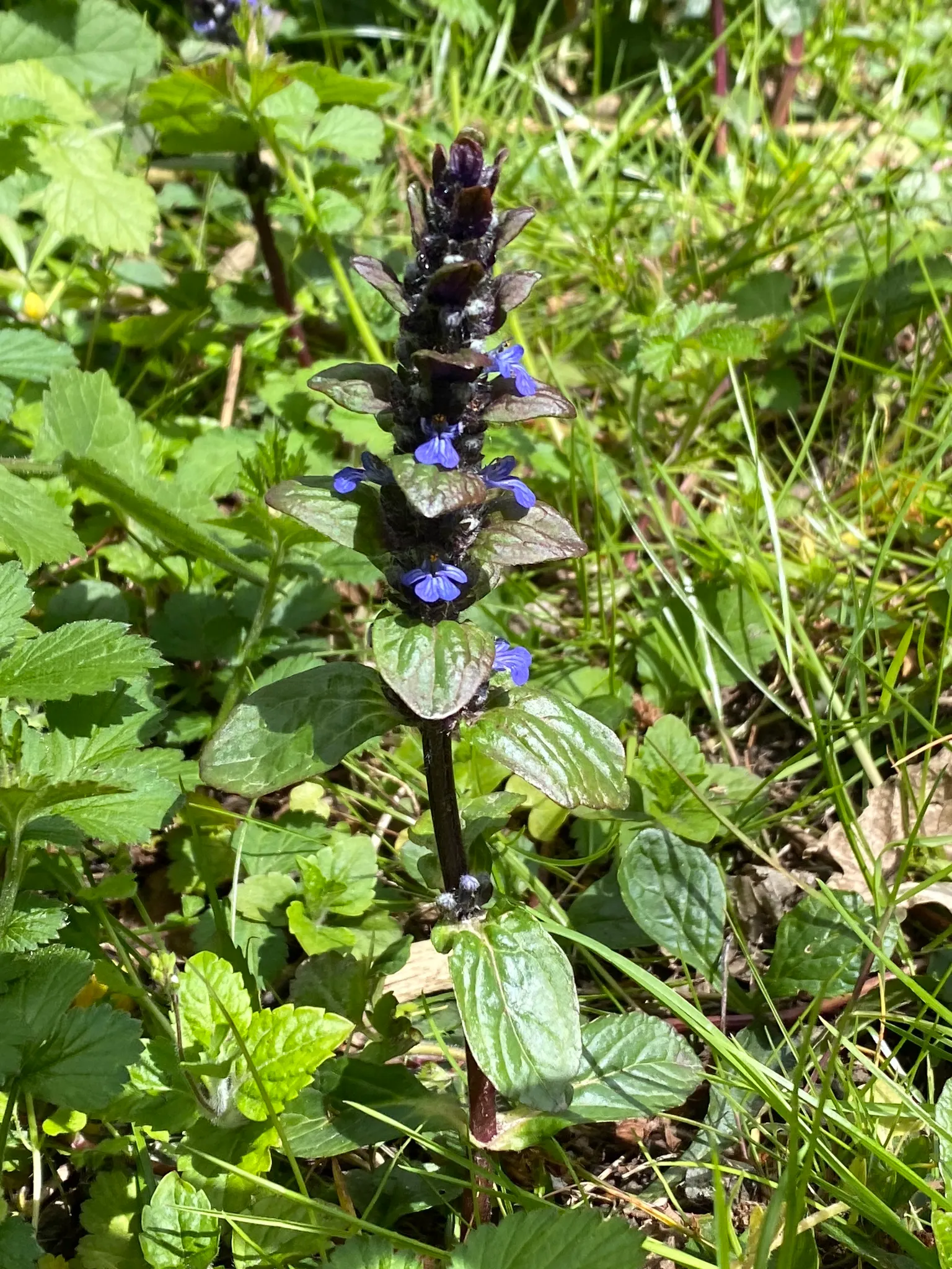 Carpet Bugle (Ajuga 'Blueberry Muffin') — This vigorous cultivar thrives in U.S; tolerating a wide range of soil types, image 55