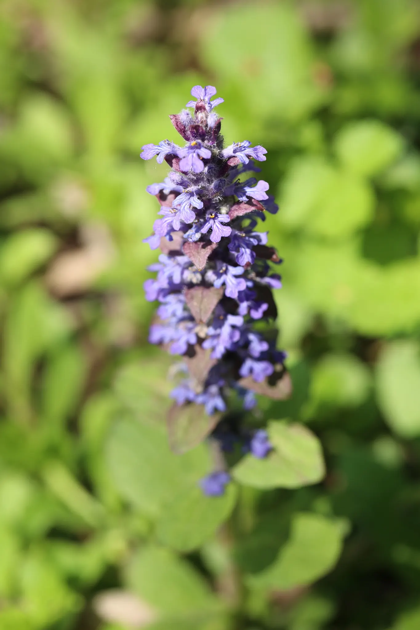 Carpet Bugle (Ajuga 'Blueberry Muffin') — commonly known as Carpet Bugle
