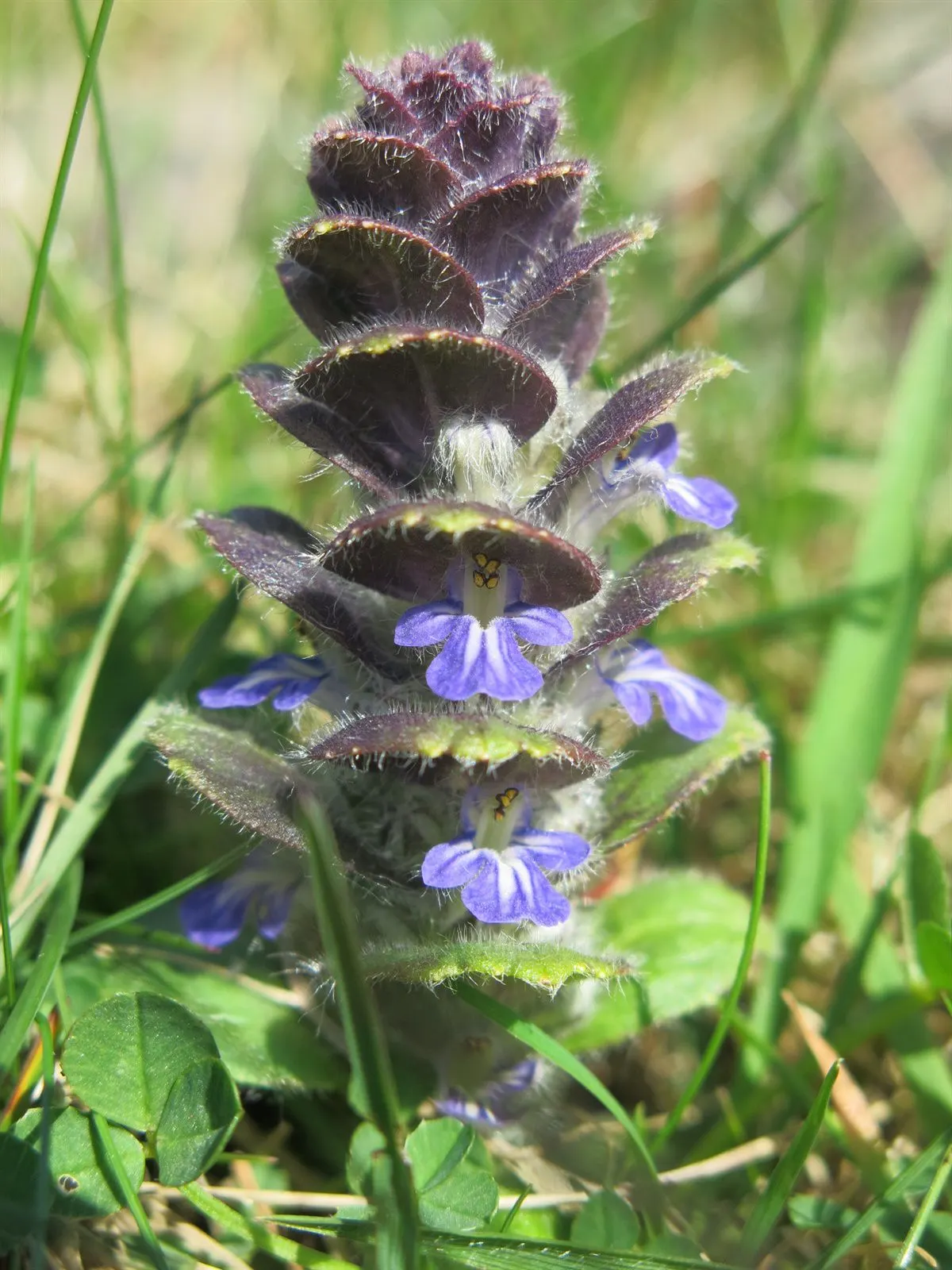 Carpet Bugle (Ajuga 'Blueberry Muffin') — Carpet bugle 'Blueberry Muffin' (Ajuga reptans) is a hardy perennial groundcover; this variety boasts, image 70