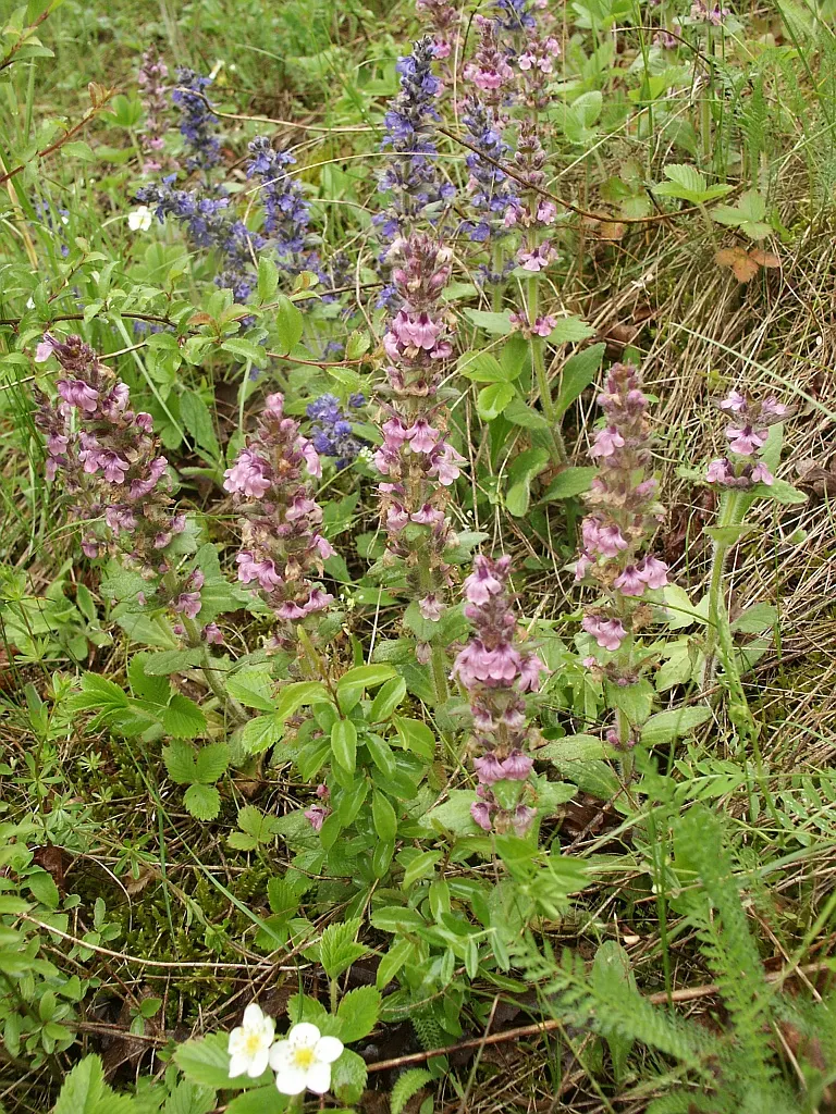 Carpet Bugle (Ajuga 'Blueberry Muffin') — ground cover / perennial with blue blooms; standing roughly 4 to 6 inches tall, image 68