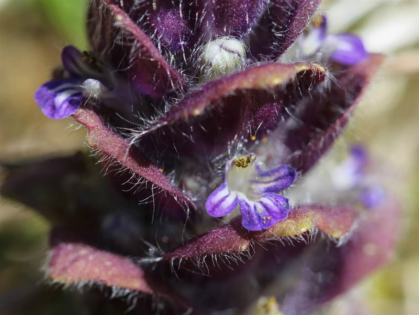 Carpet Bugle (Ajuga 'Blueberry Muffin') — ground cover / perennial for full or half; making Ajuga 'Blueberry Muffin' a valuable addition to any, image 69