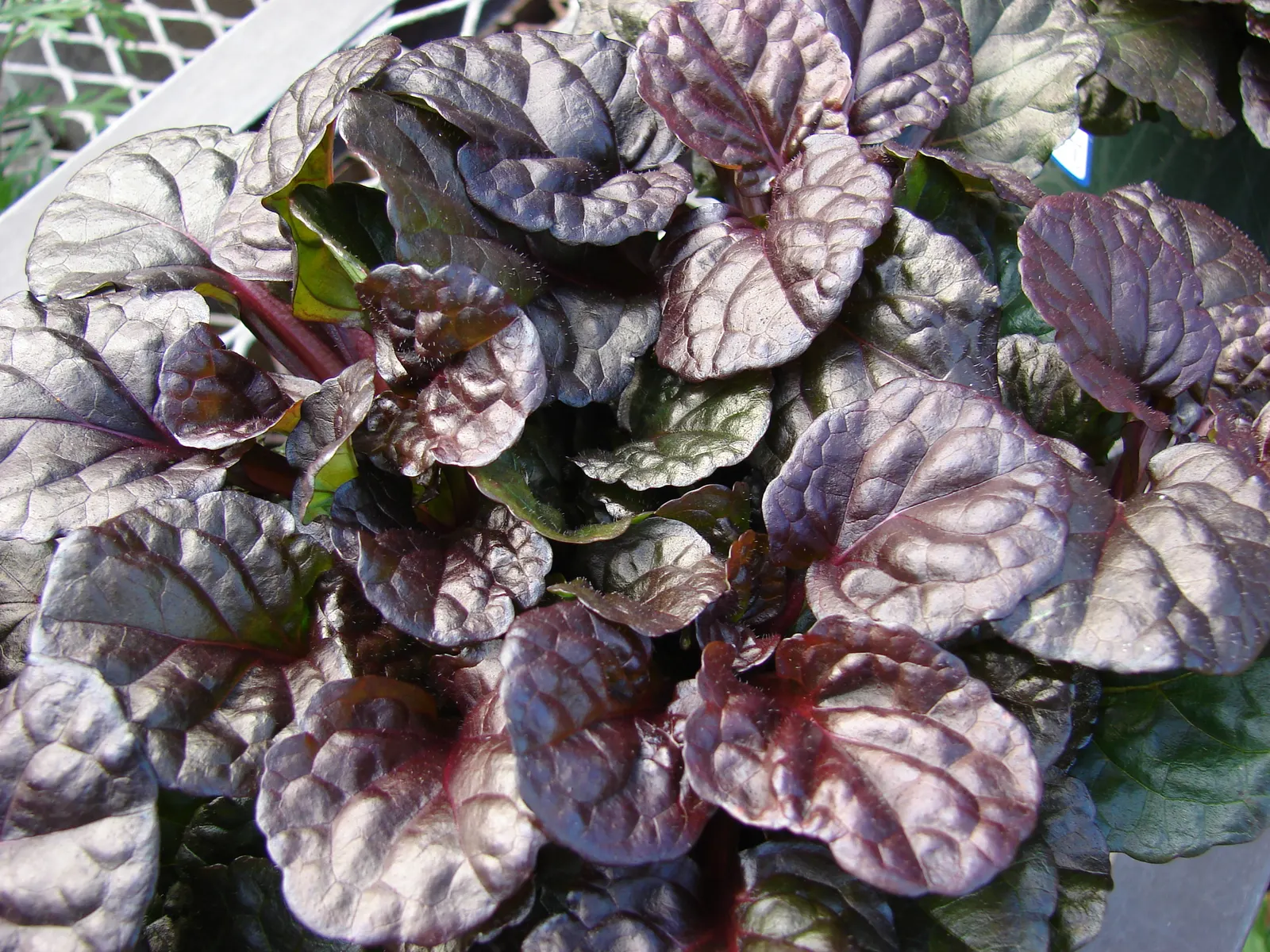 Carpet Bugle (Ajuga 'Blueberry Muffin') — making Ajuga 'Blueberry Muffin' a valuable addition to any client's garden; ground cover / perennial with, image 66