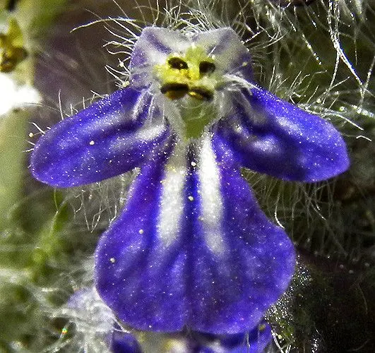 Carpet Bugle (Ajuga 'Blueberry Muffin') — rapidly spreading habit and vibrant foliage; come spring through early summer, image 71