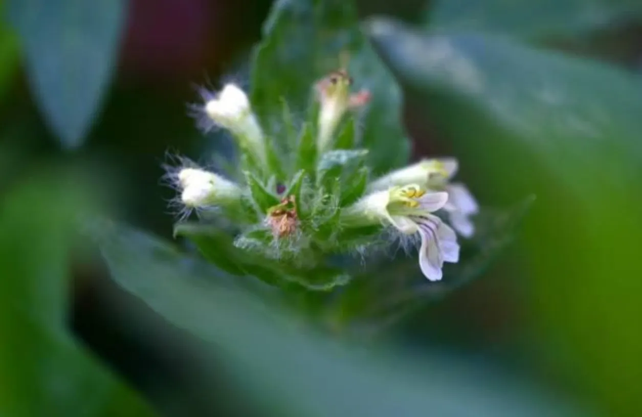 Carpet Bugle (Ajuga 'Blueberry Muffin') — 'Blueberry Muffin' presents a dense mat of glossy