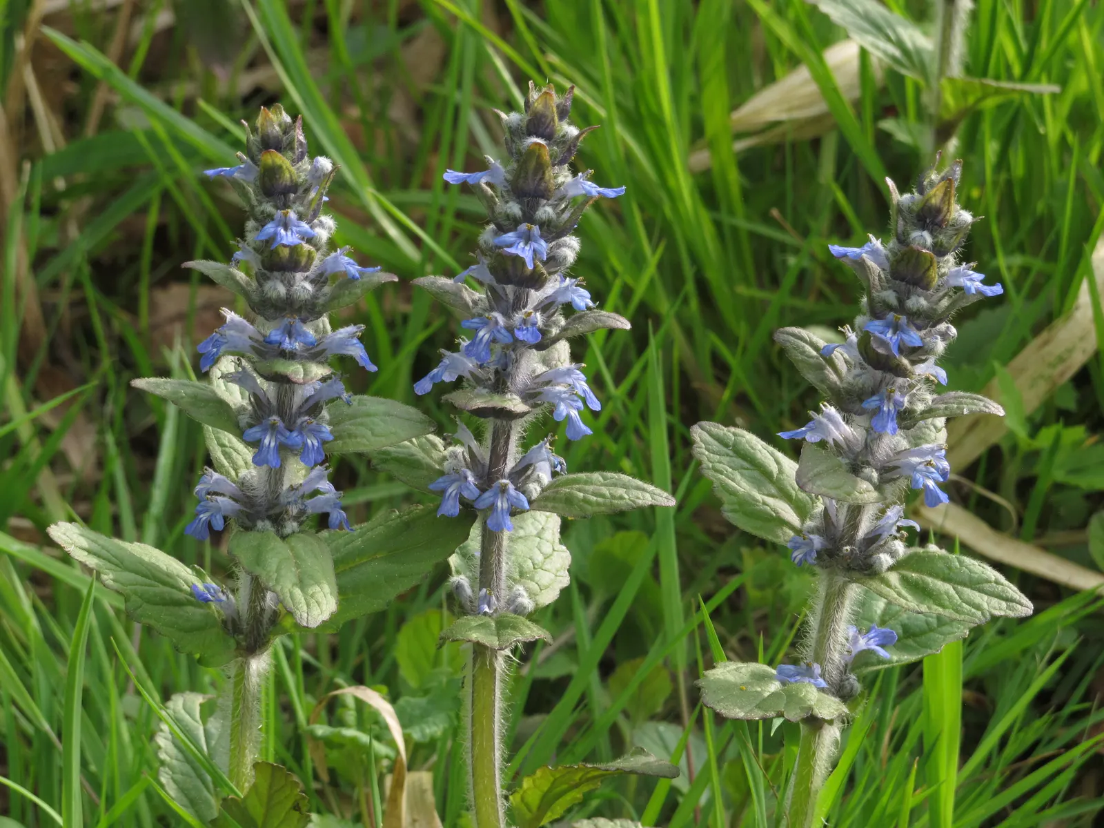 Carpet Bugle (Ajuga 'Blueberry Muffin') — ground cover / perennial with blue blooms; standing roughly 4 to 6 inches tall