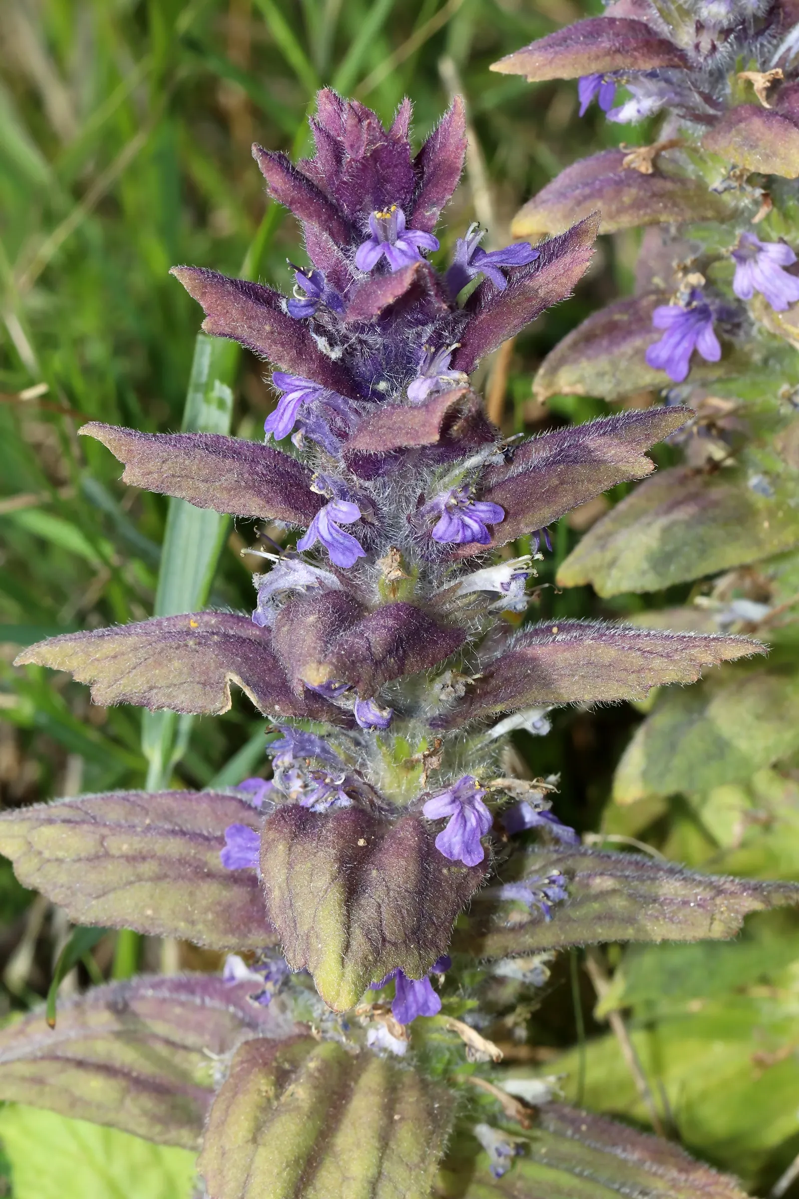 Carpet Bugle (Ajuga 'Blueberry Muffin') — provided there is good drainage; 'Blueberry Muffin' presents a dense mat of glossy, image 61