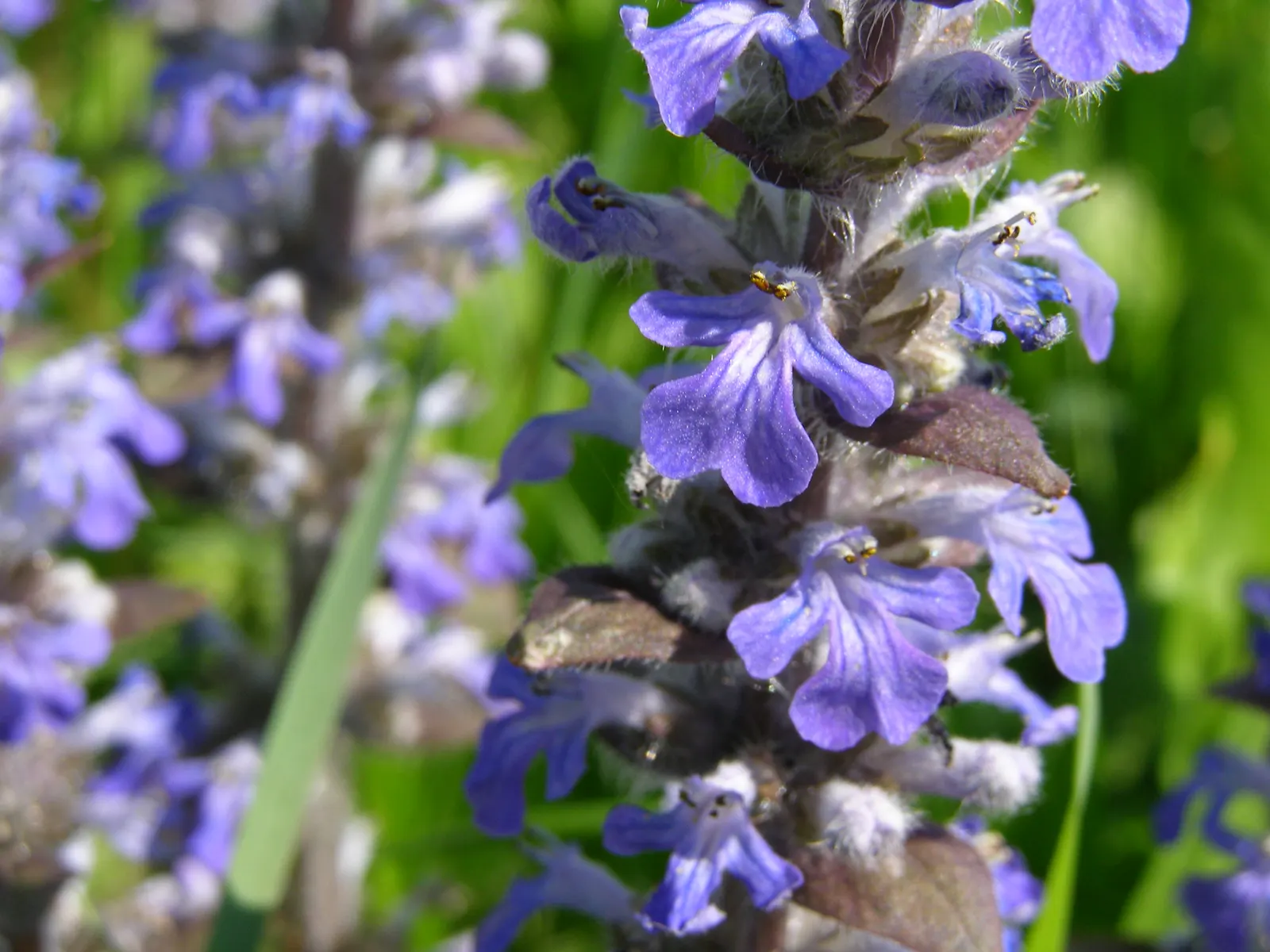 Carpet Bugle (Ajuga 'Blueberry Muffin') — rapidly spreading habit and vibrant foliage