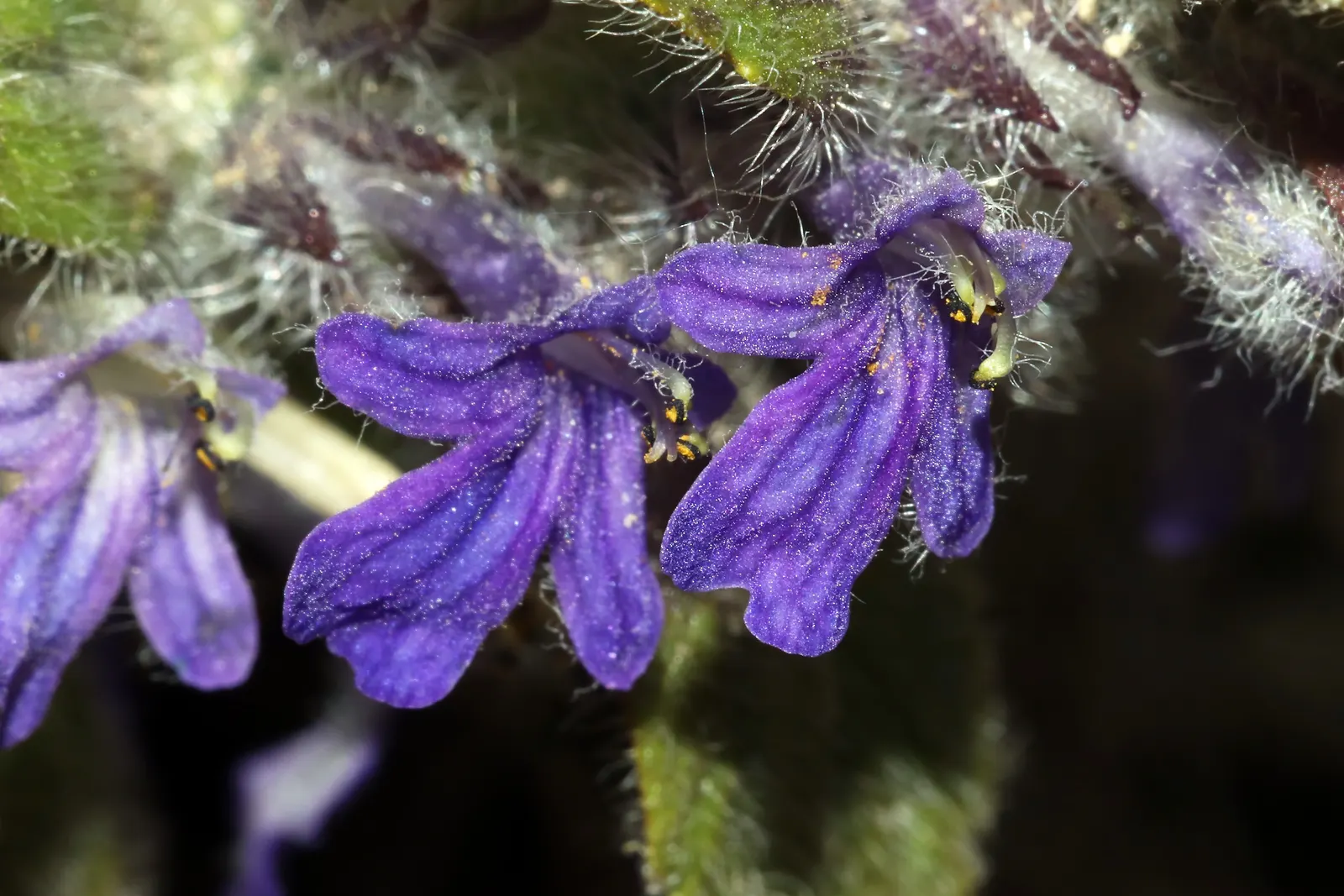 Carpet Bugle (Ajuga 'Blueberry Muffin') — the plant is topped with upright spikes of vibrant blue flowers